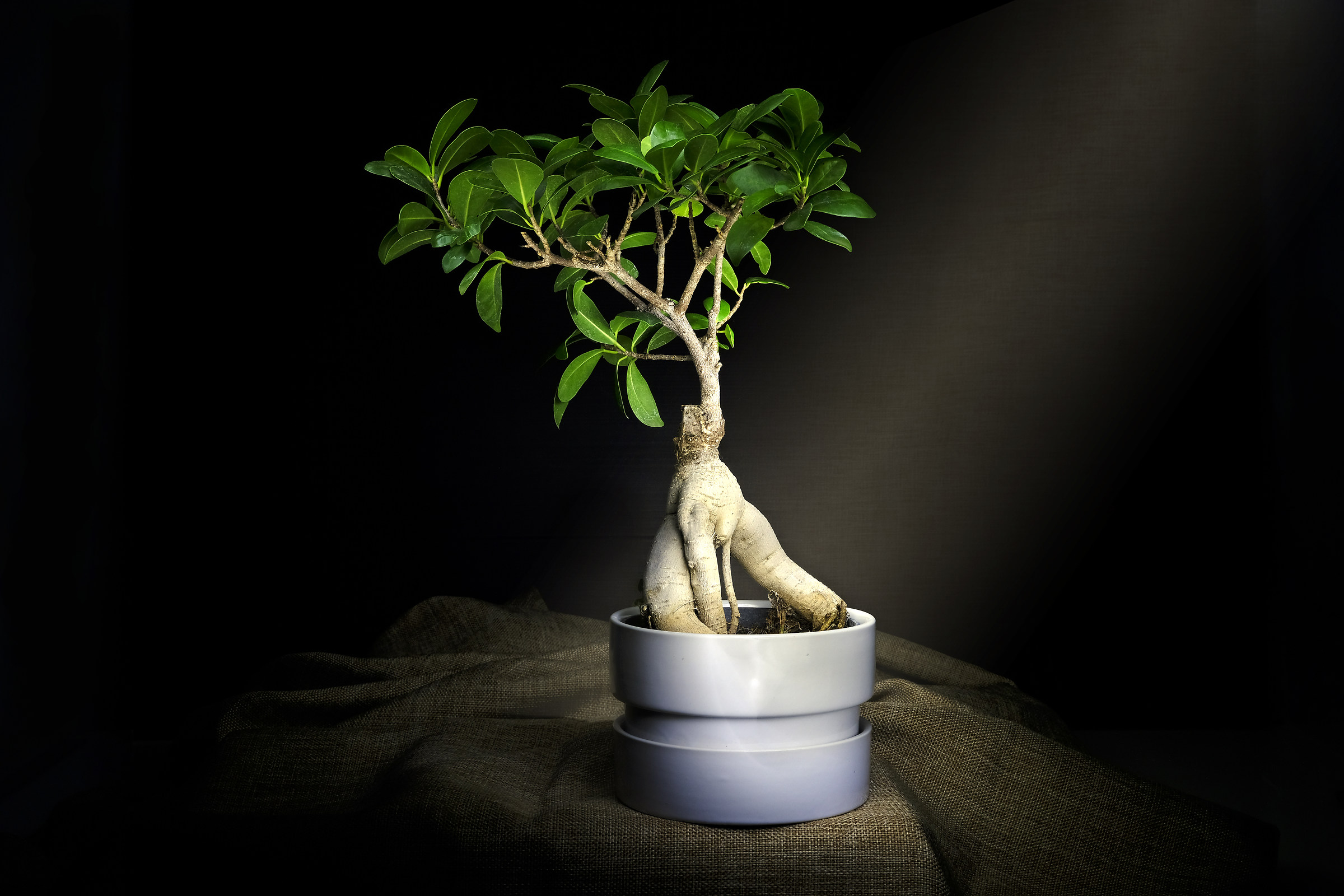 Bonsai