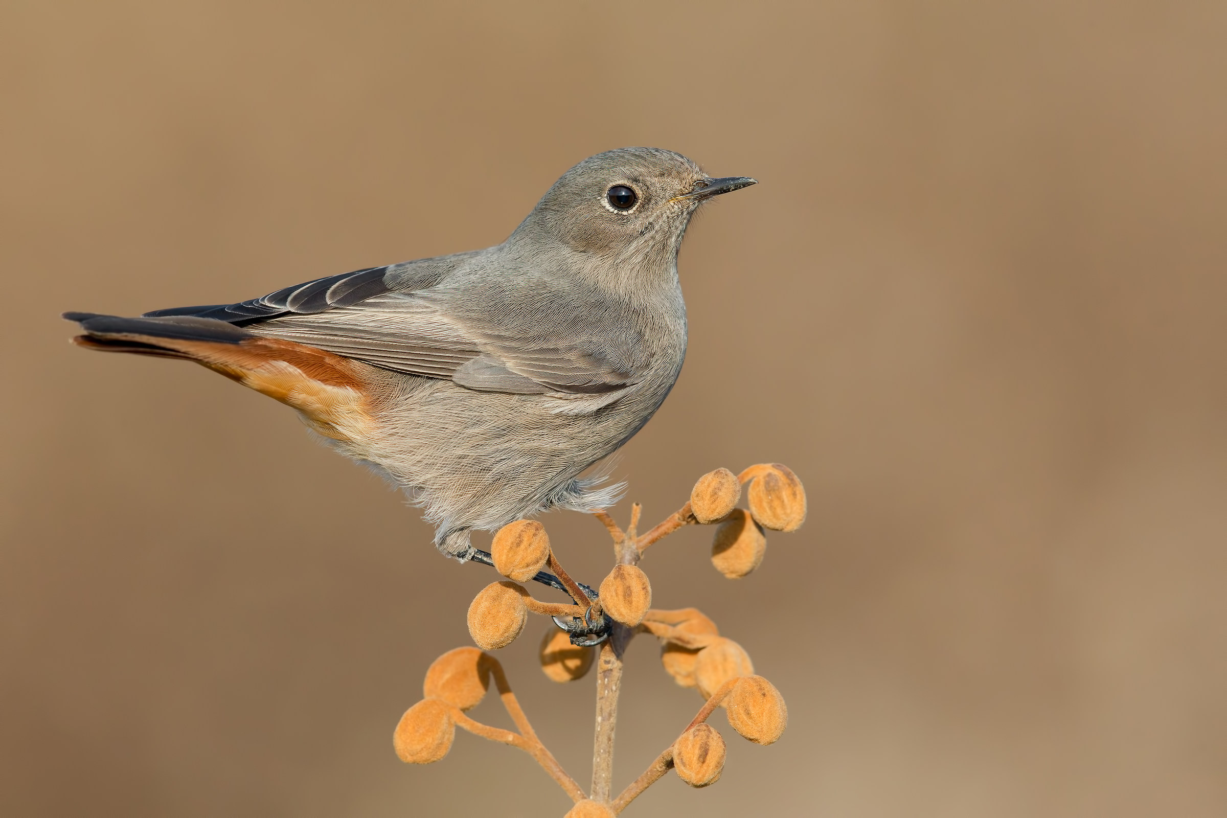 Redcoding SPZ Female 5k