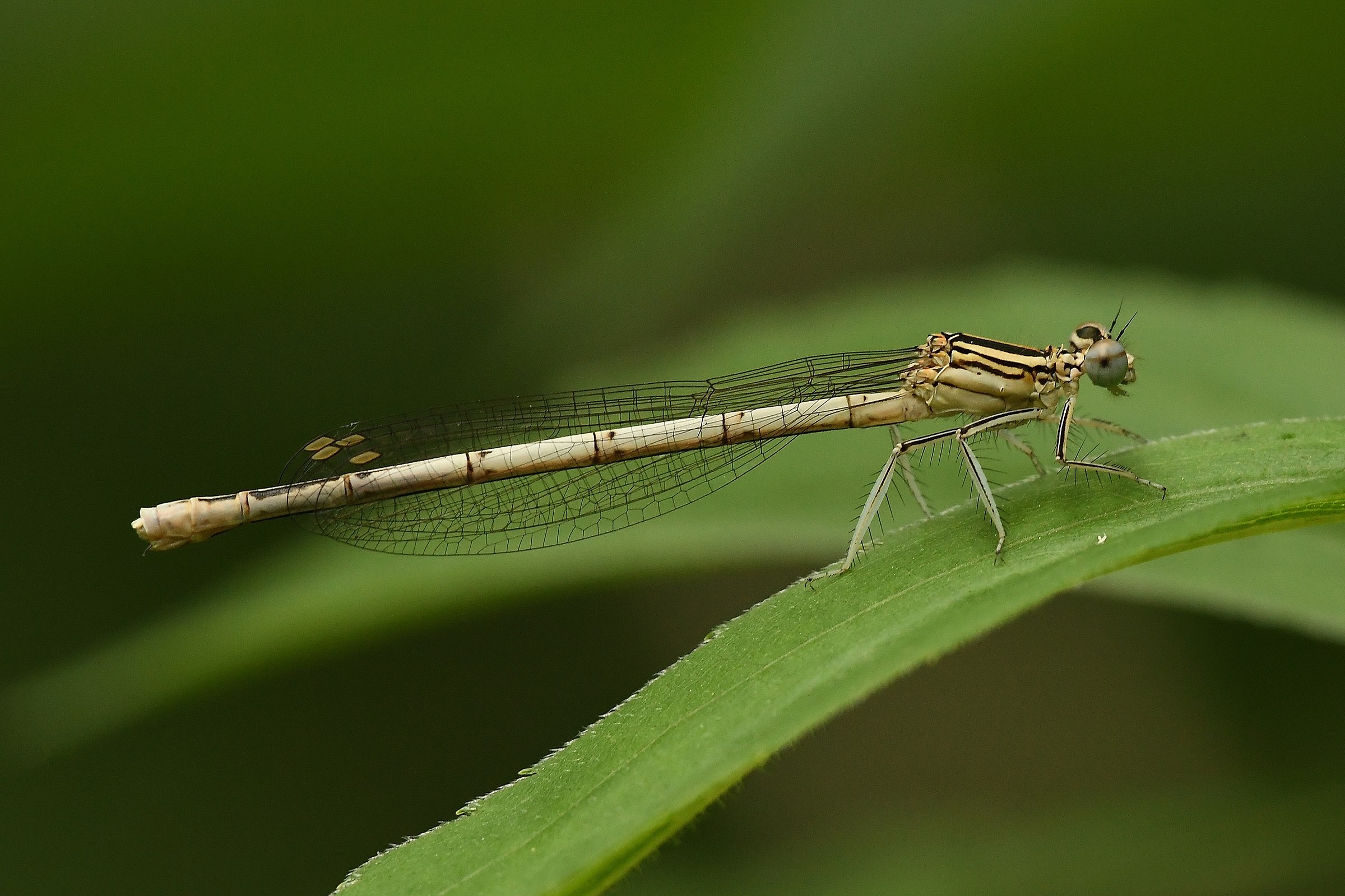 Platycnemis pennipes ( femmina )