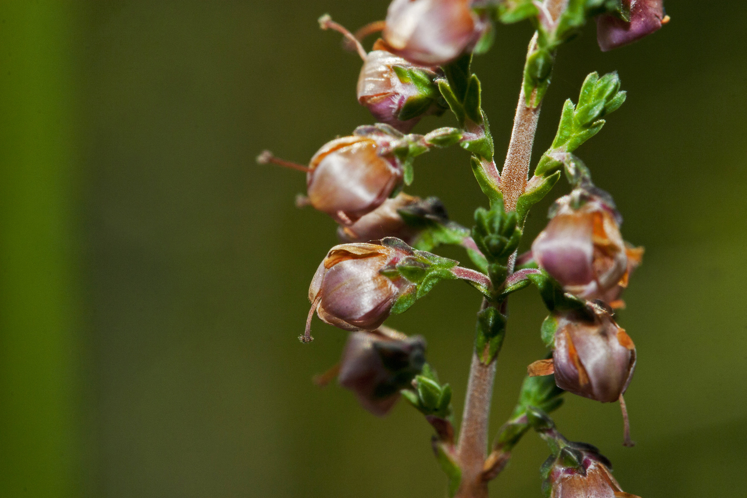 Calluna vulgaris