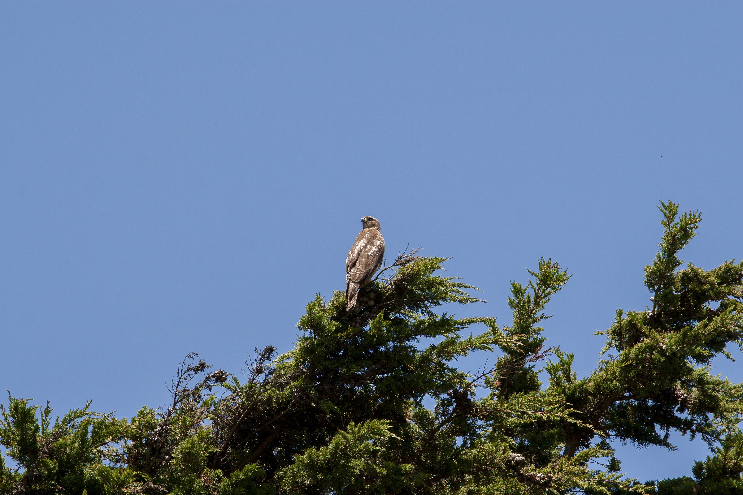 Buteo jamaicensis