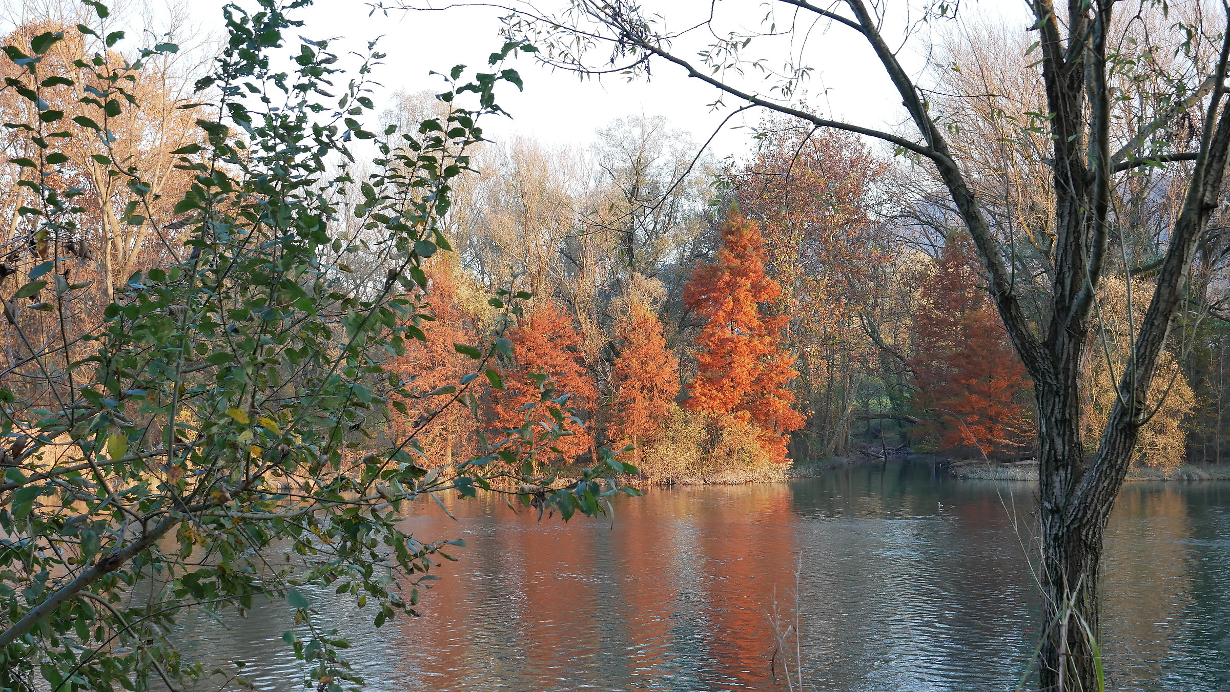 Adda, colori d'autunno 2