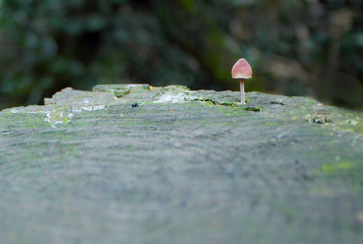 In search of shelter