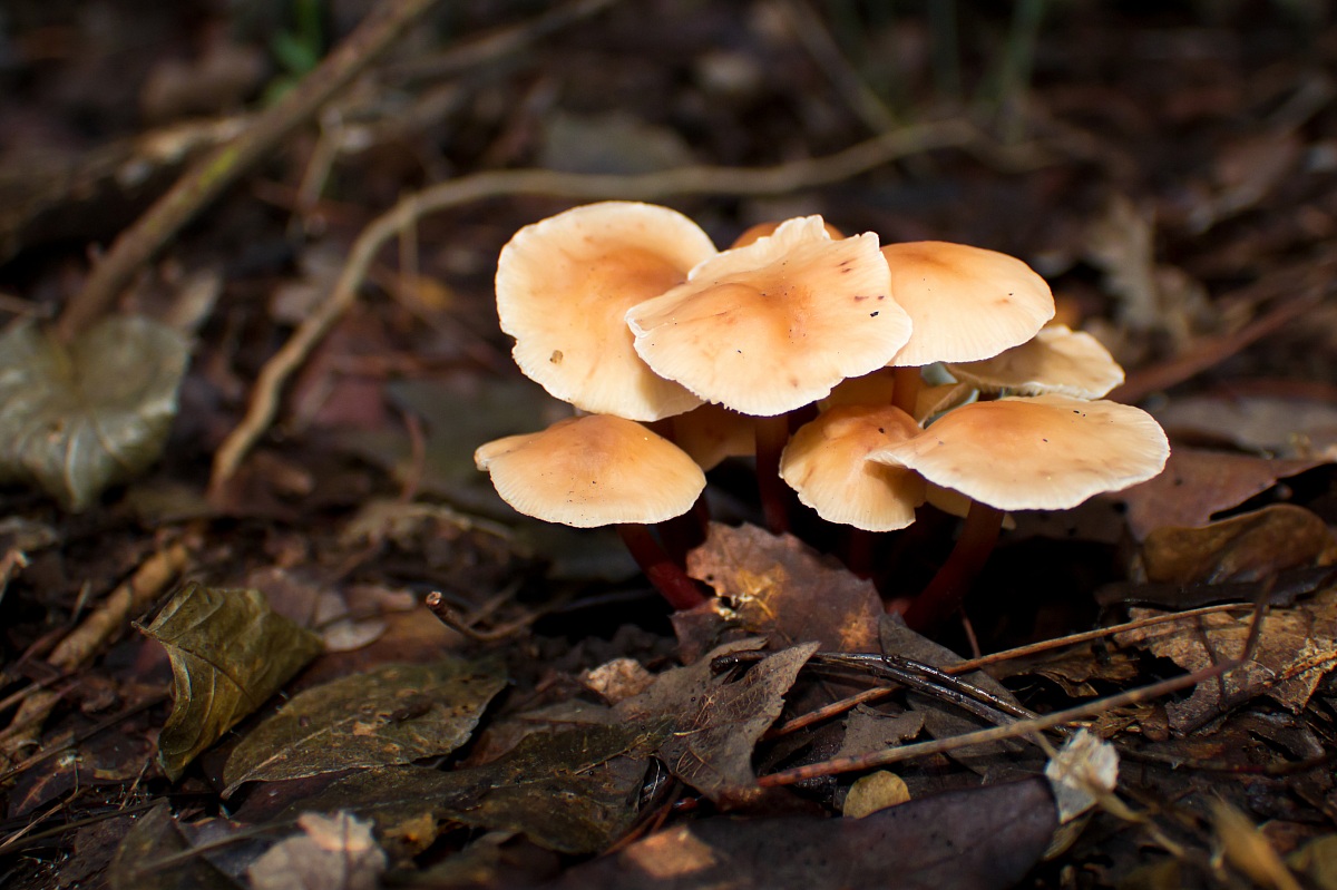 Mushroom in the undergrowth