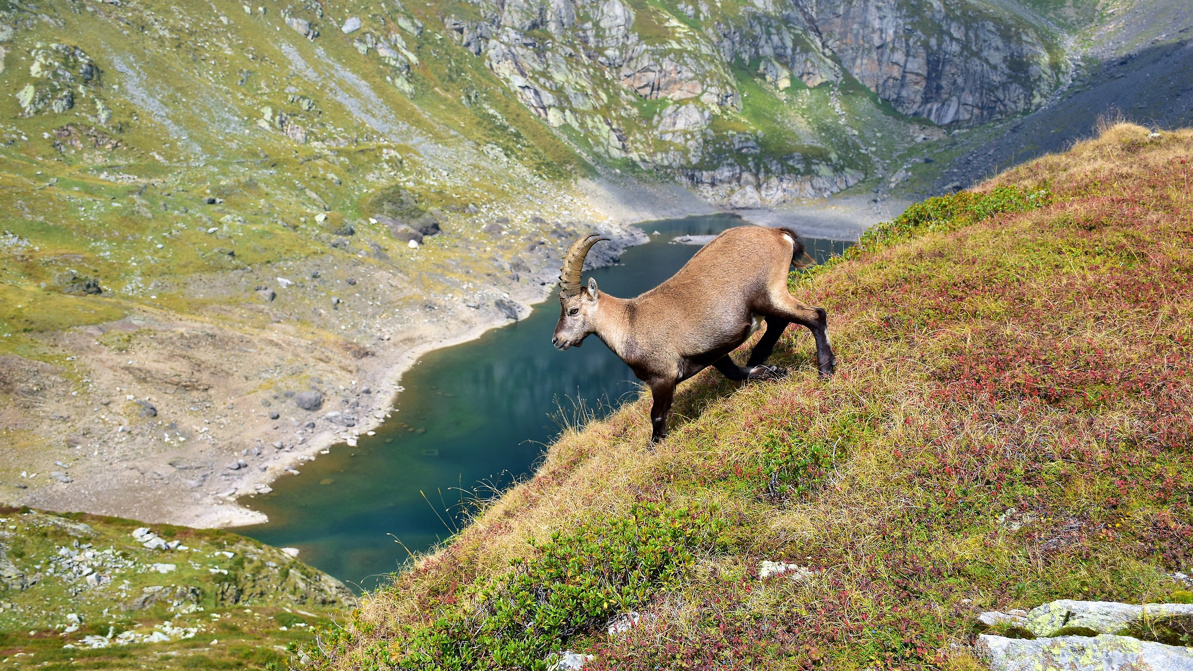 Ibex at the Devil's Lake "Orobie"