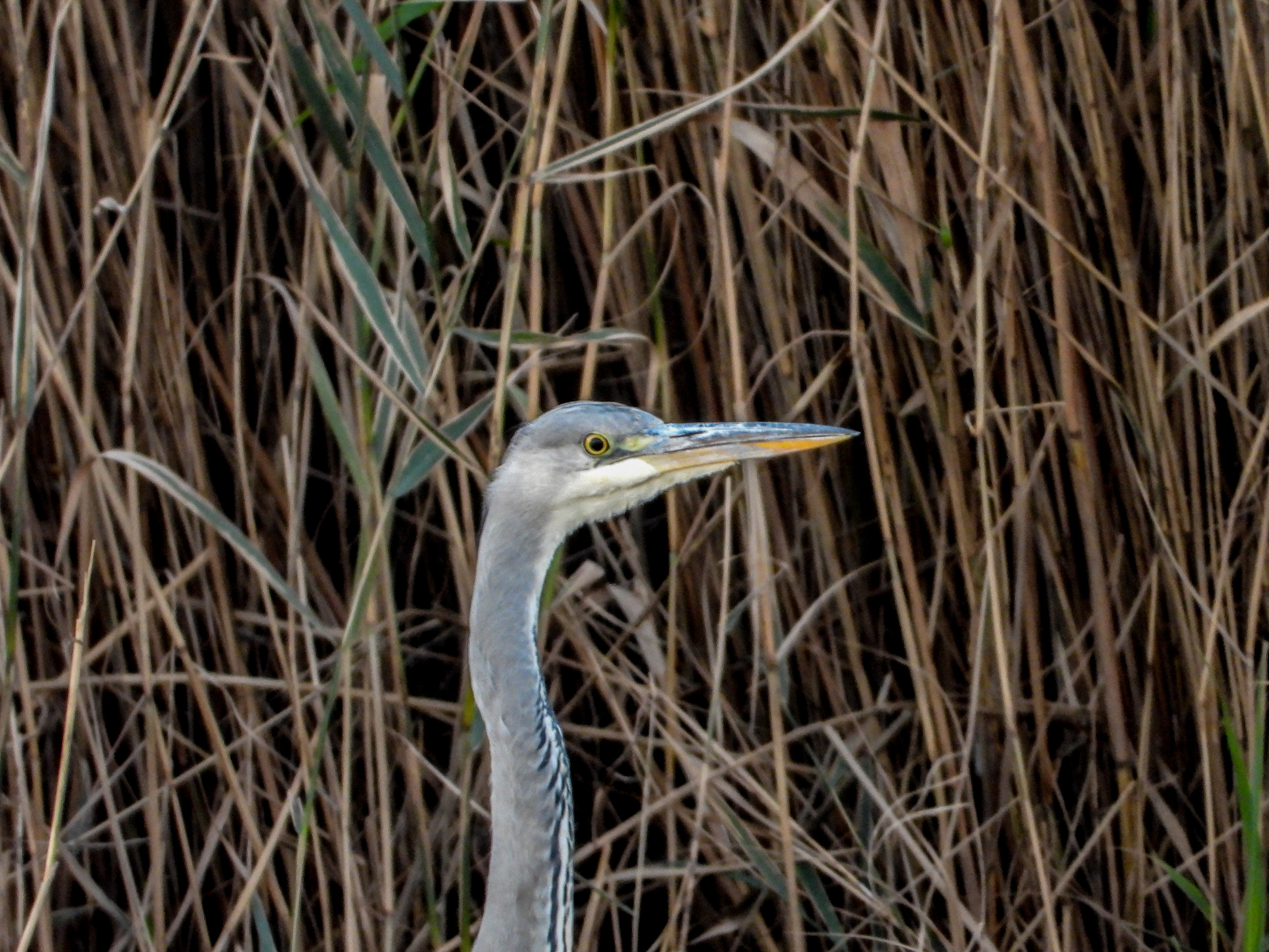 Grey Heron... Watchful