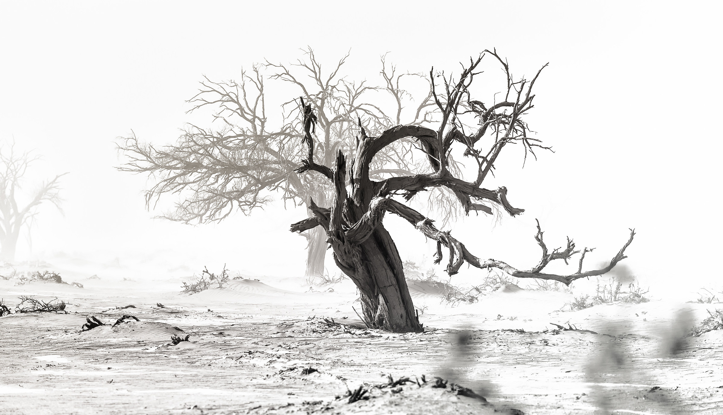 In the indomitable sand storm