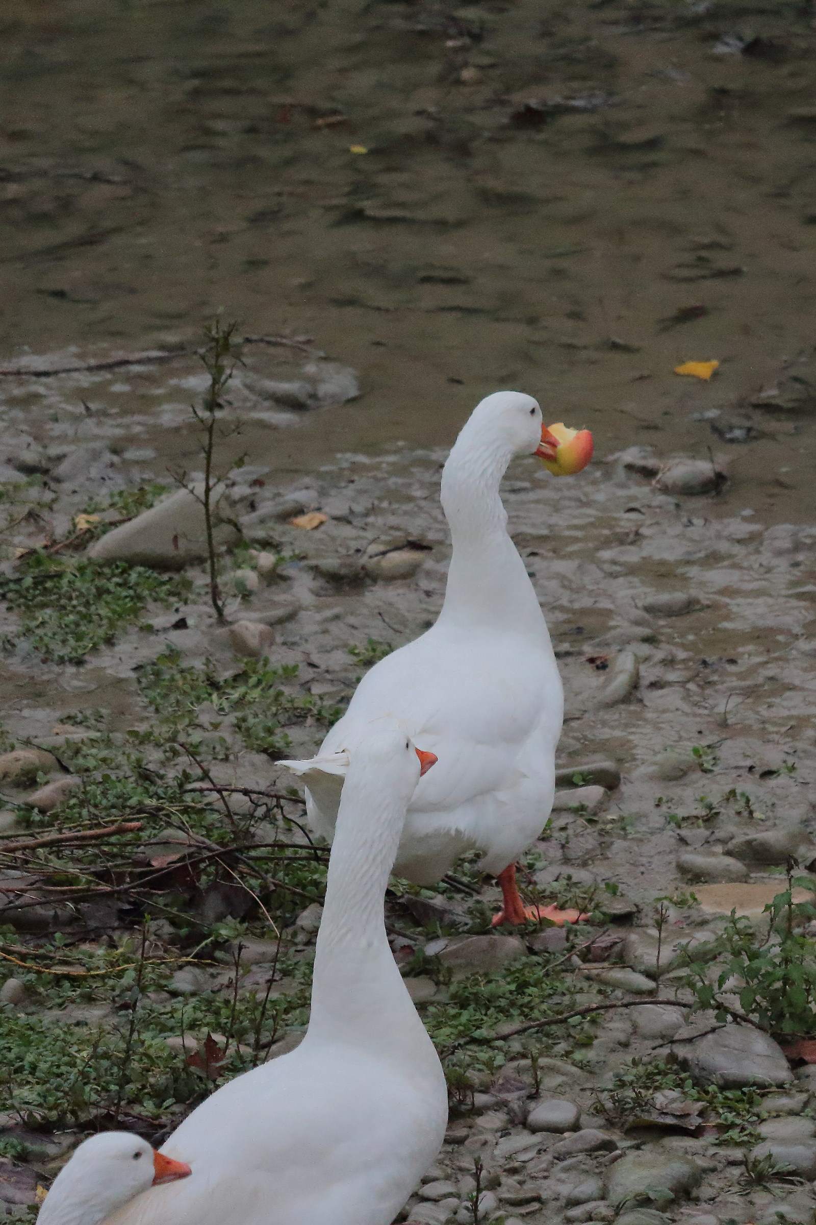 Picnic on the river bed