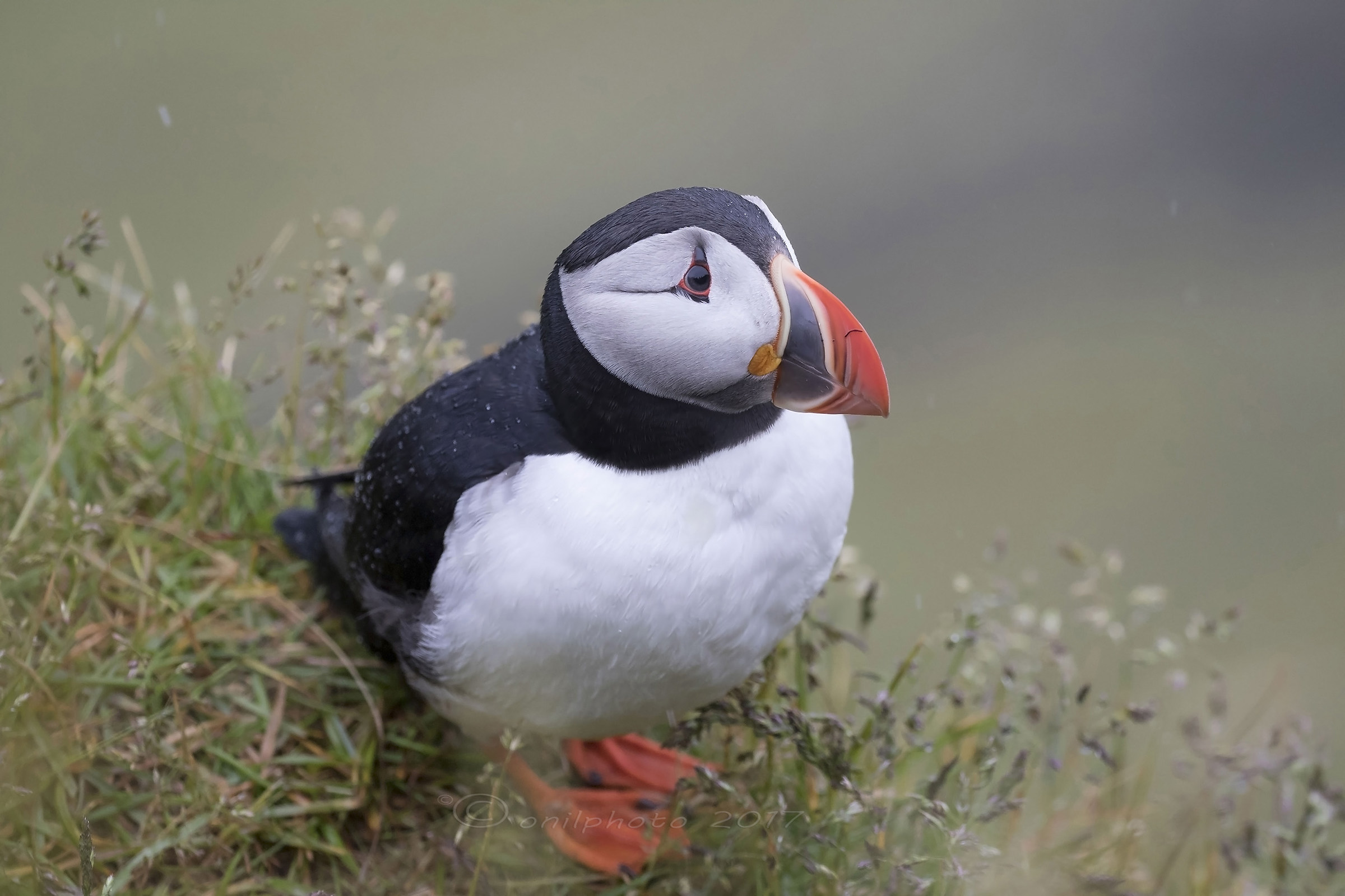 Puffin (Fratercula Arctica)