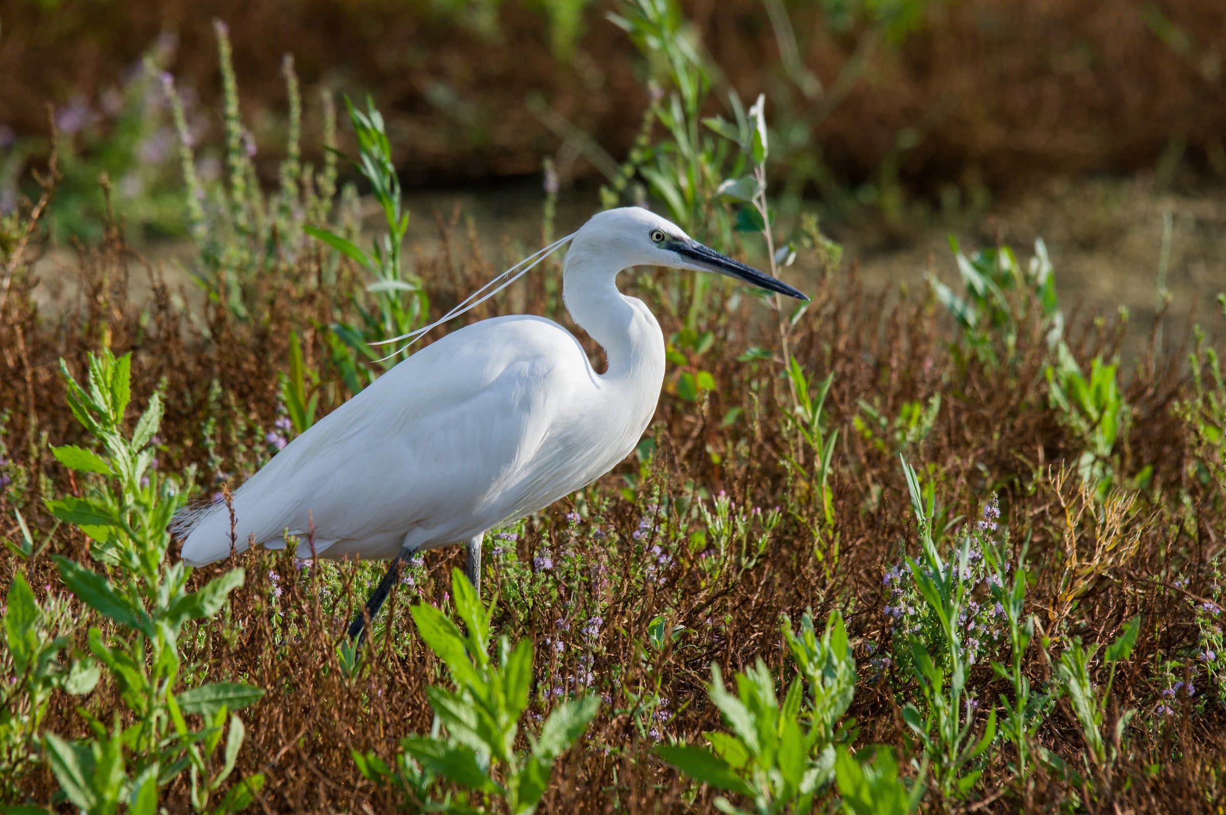 Egret