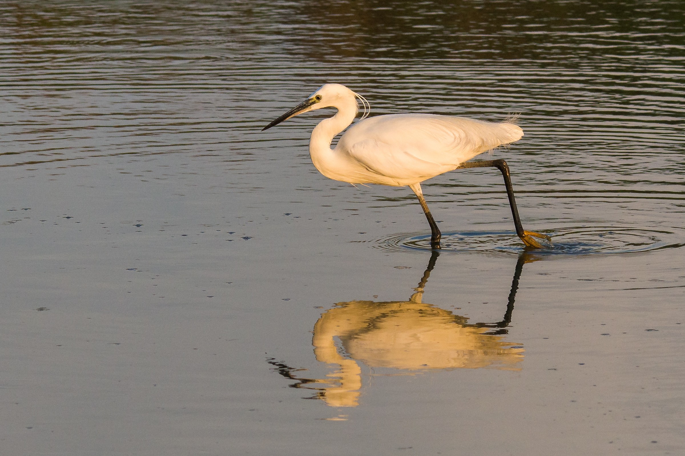 Egret