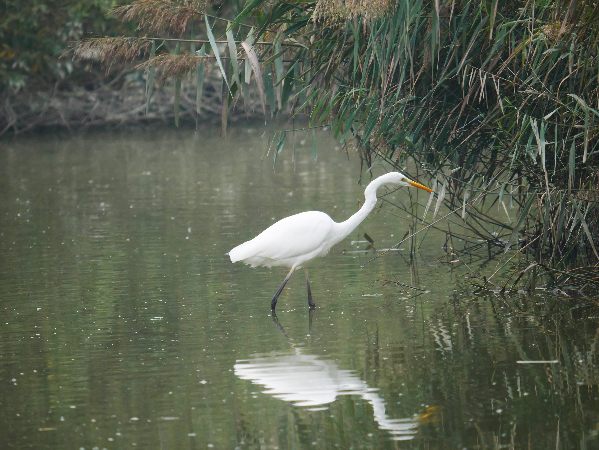 Airone bianco maggiore