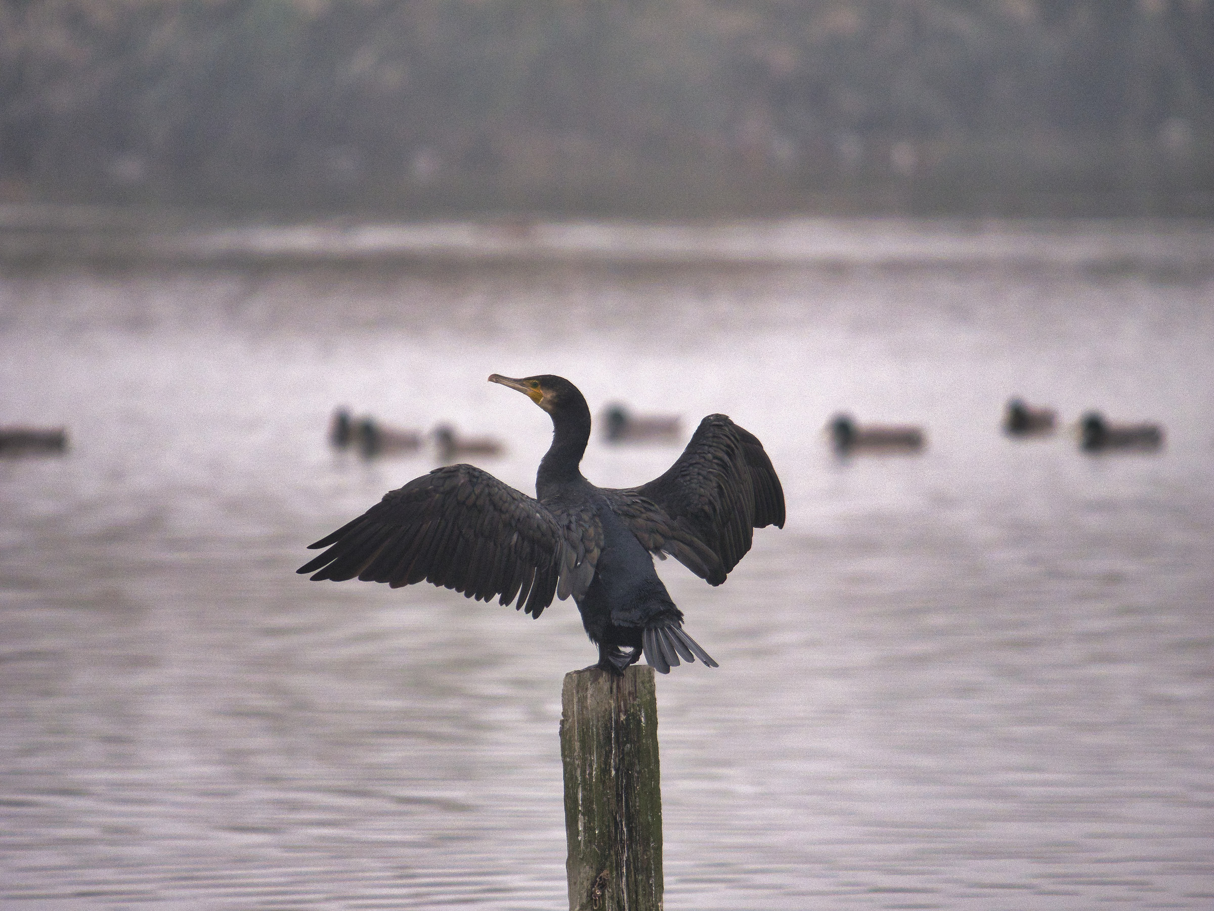 Cormorano