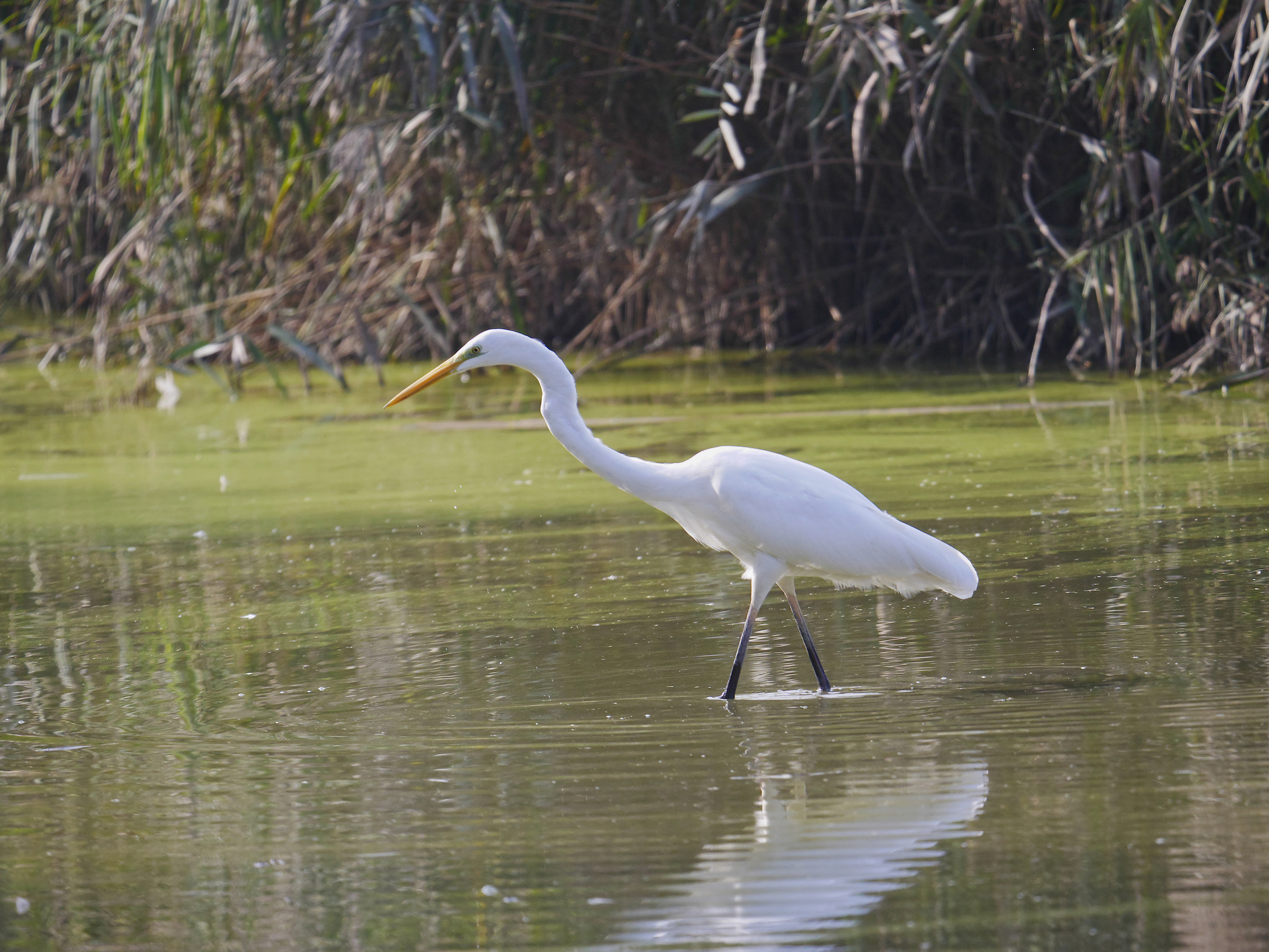Airone bianco maggiore