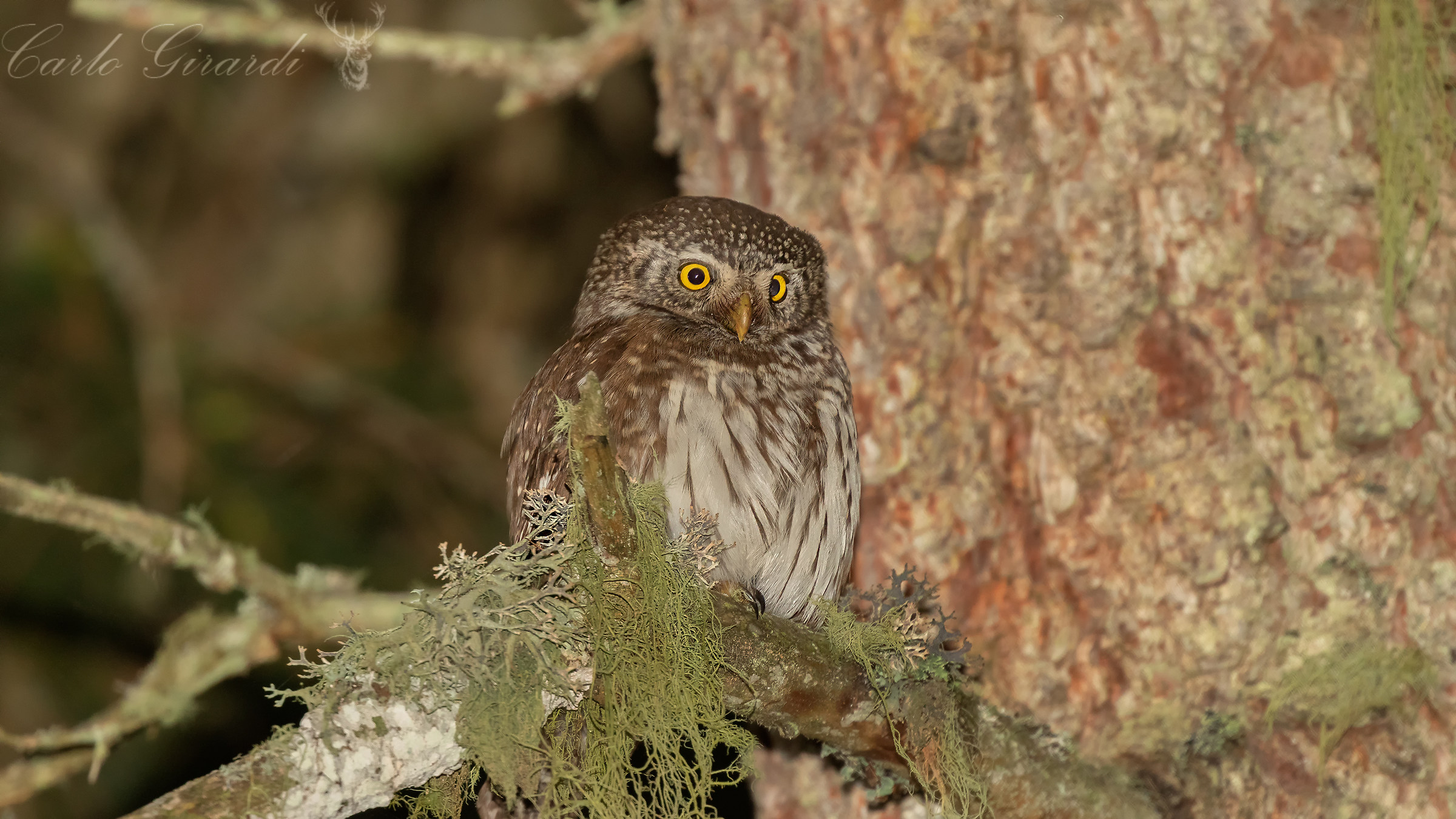Dwarf Owl