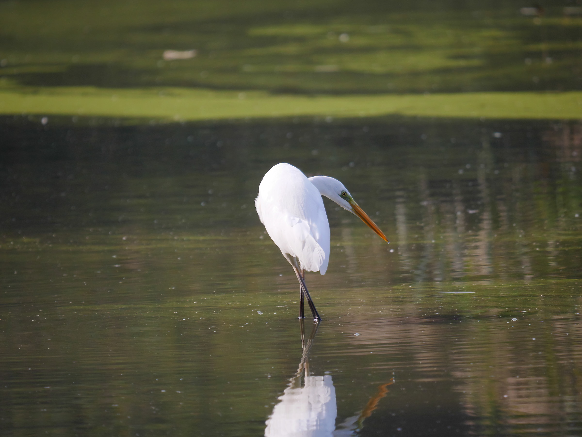 Airone biancomaggiore