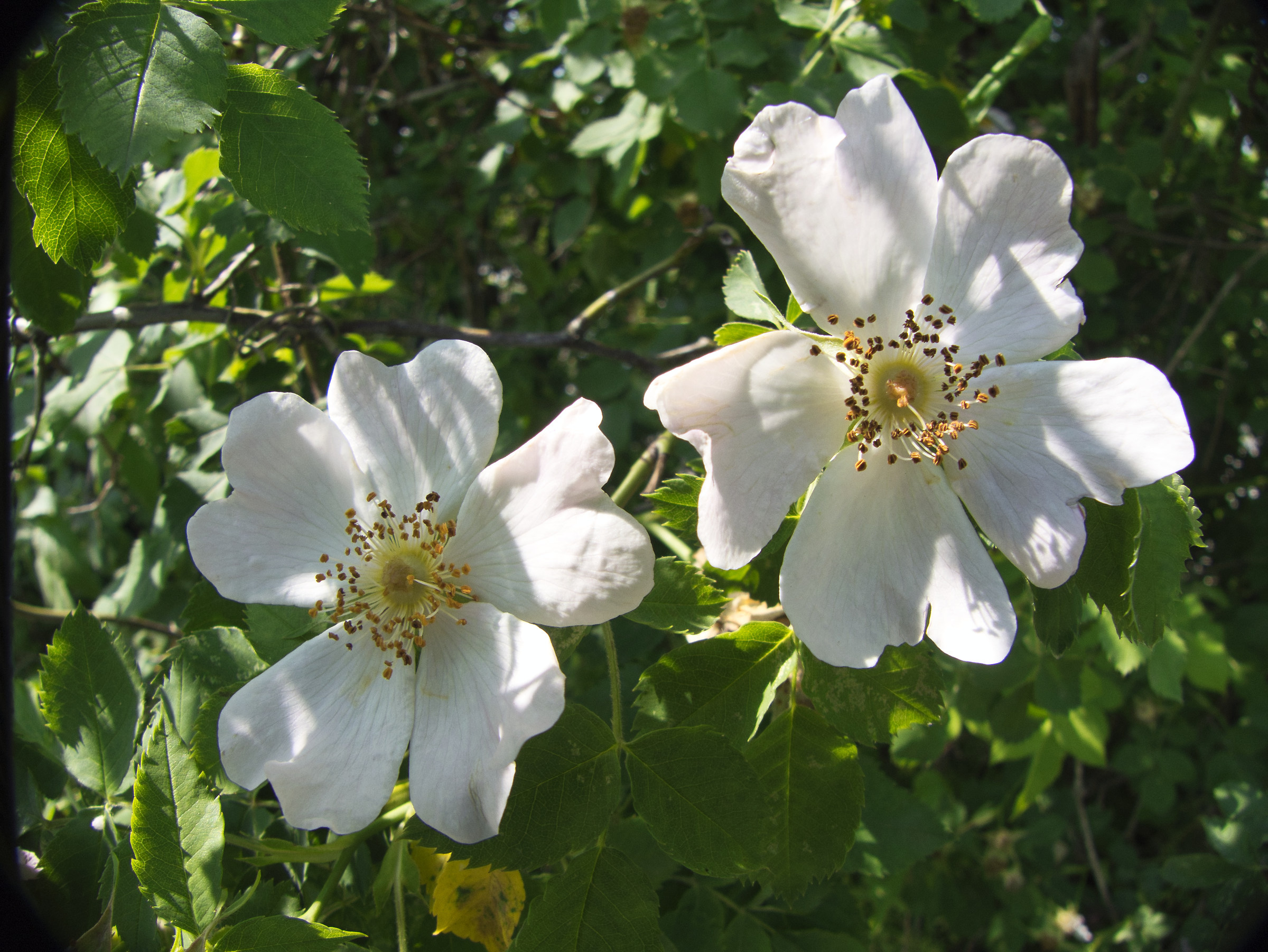 Rosa canina