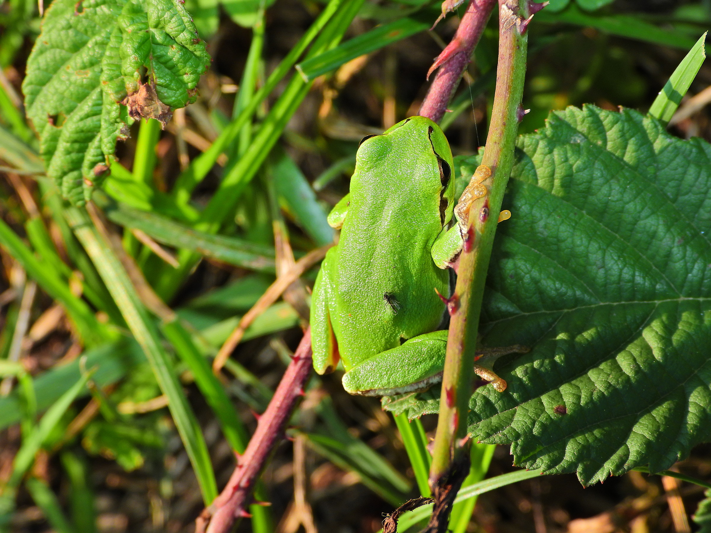 The tree frog and the parasite