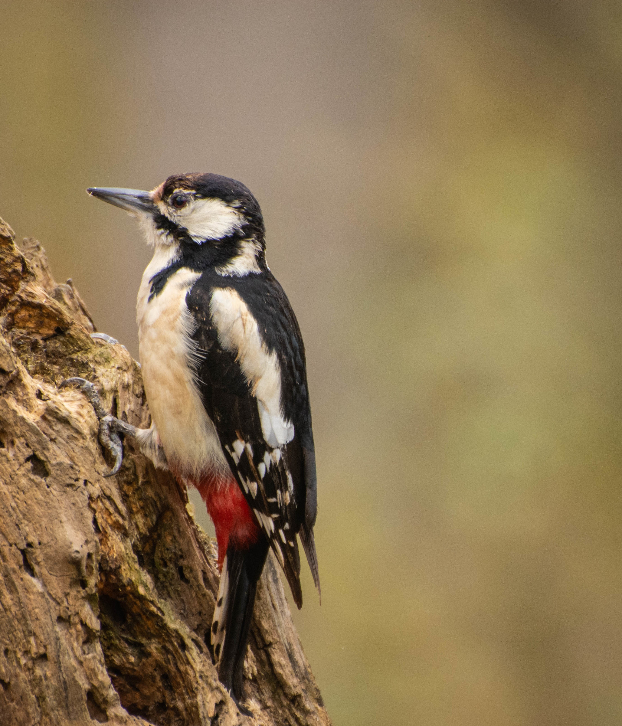 picchio rosso maggiore