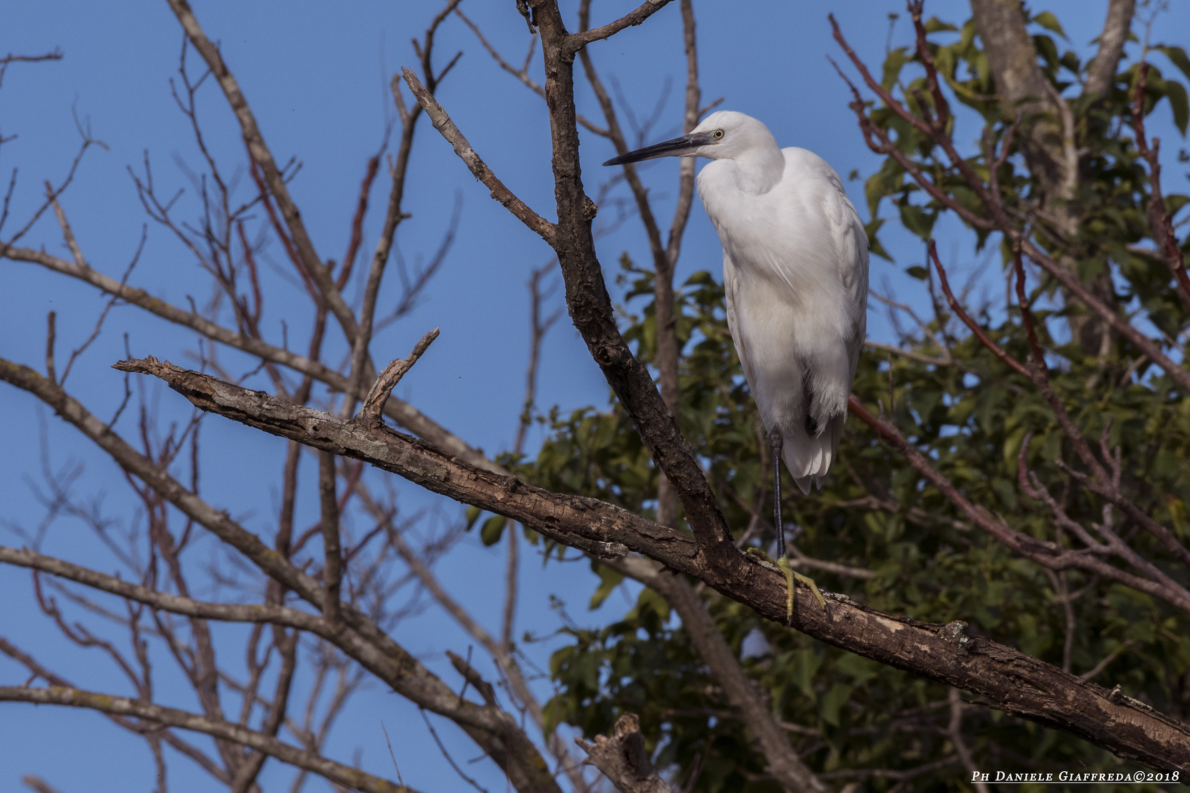 Egretta Garzetta