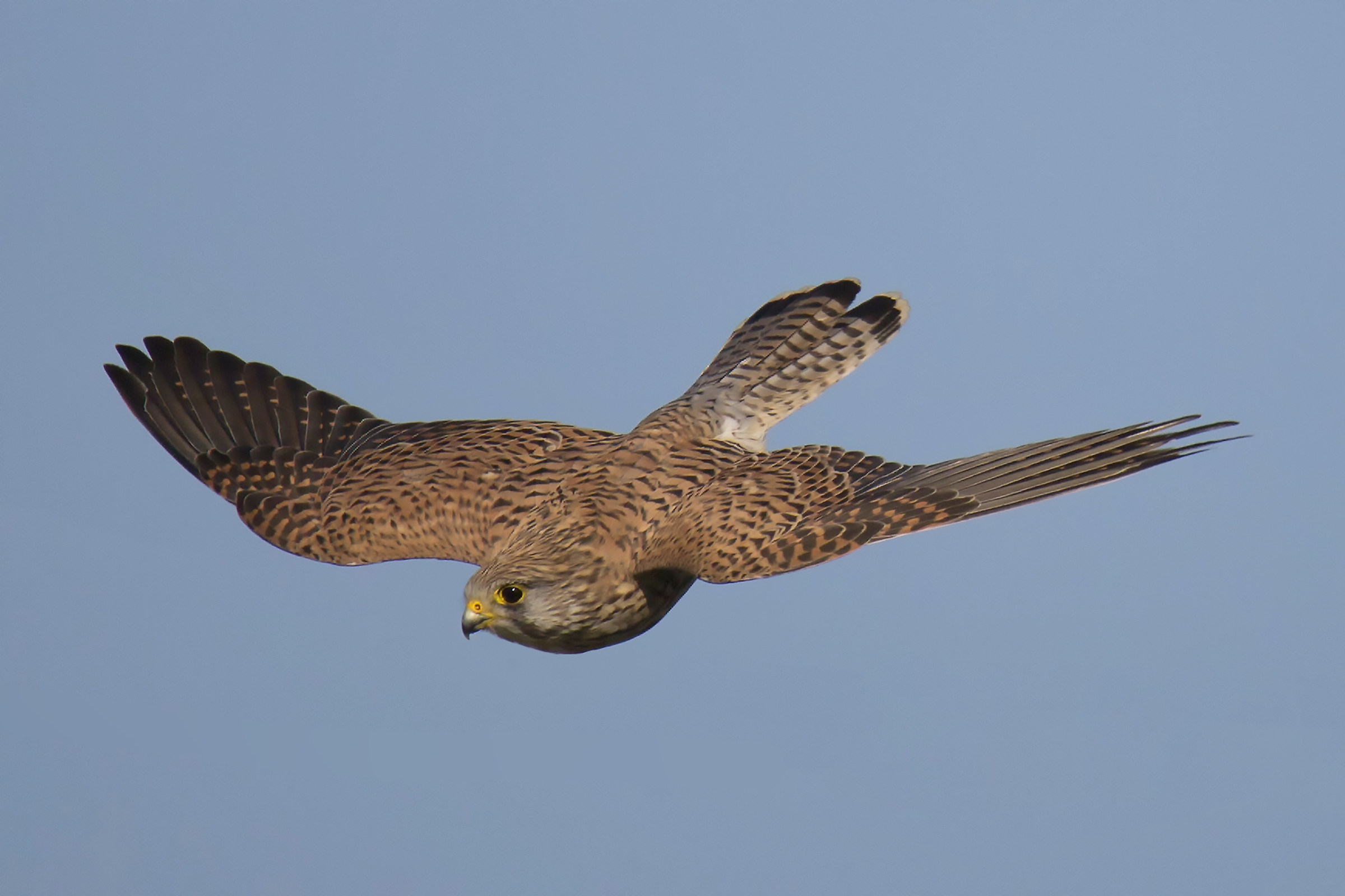 Kestrel Hunting