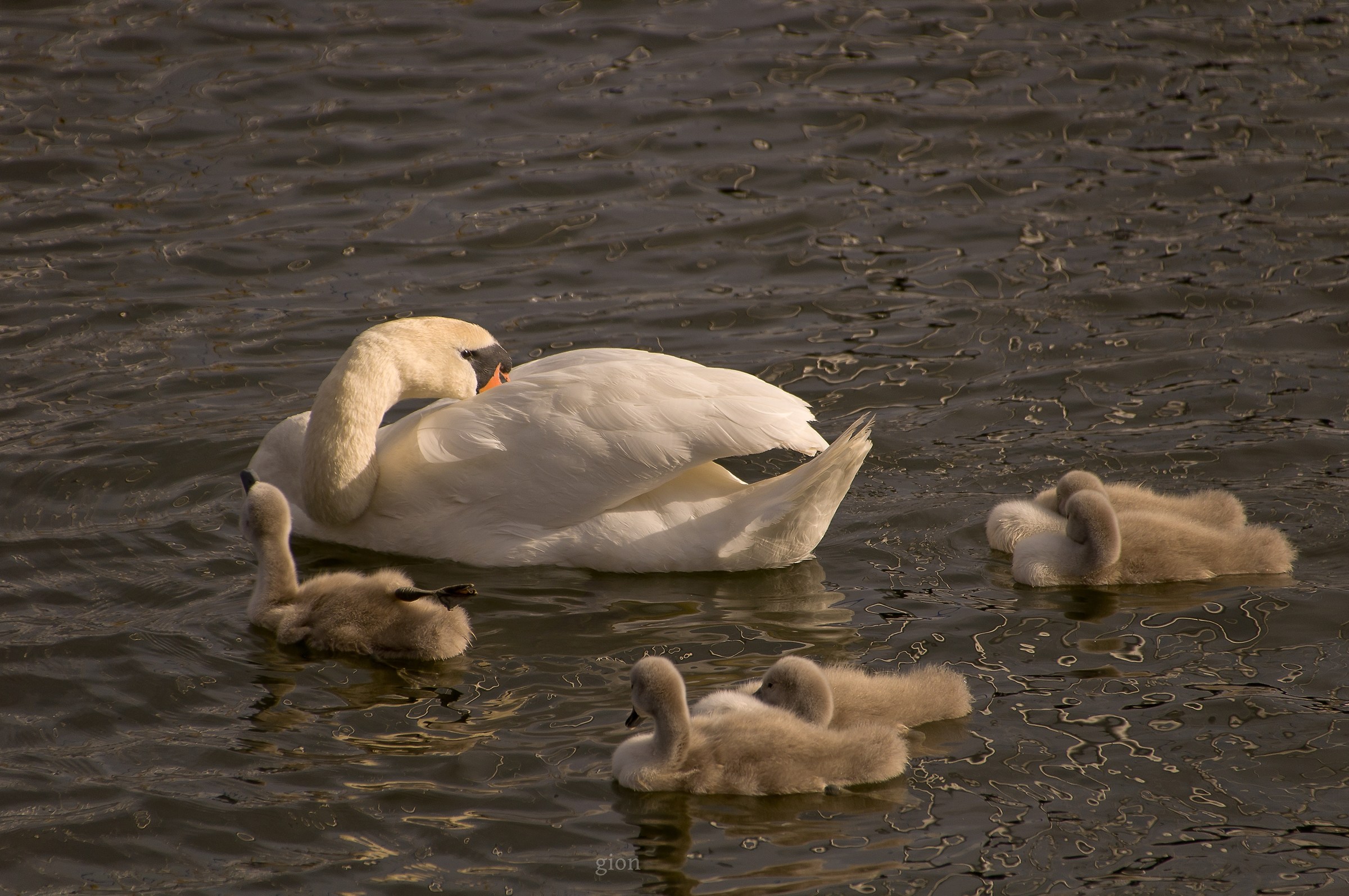 Cigno con i Cubs