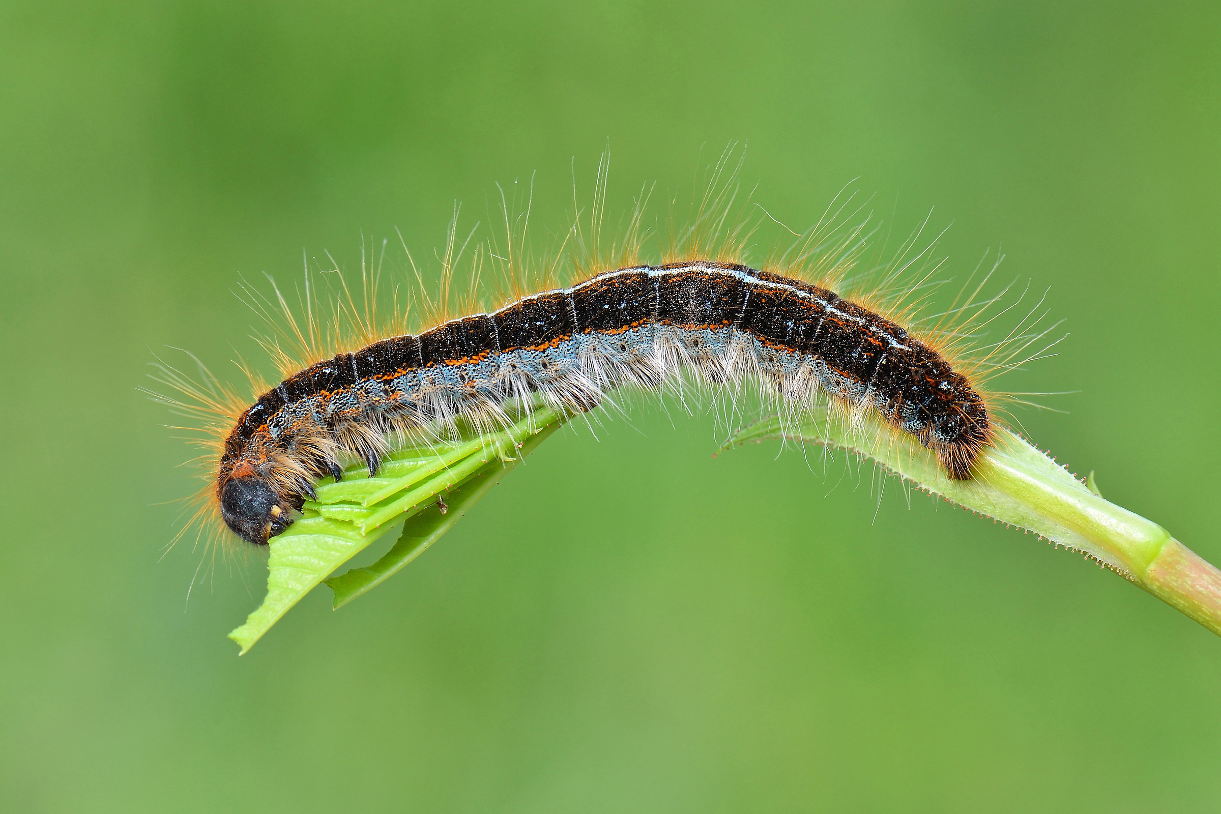 Bruco di Malacosoma franconica