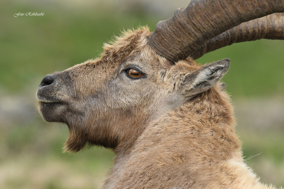 Profilo di stambecco...