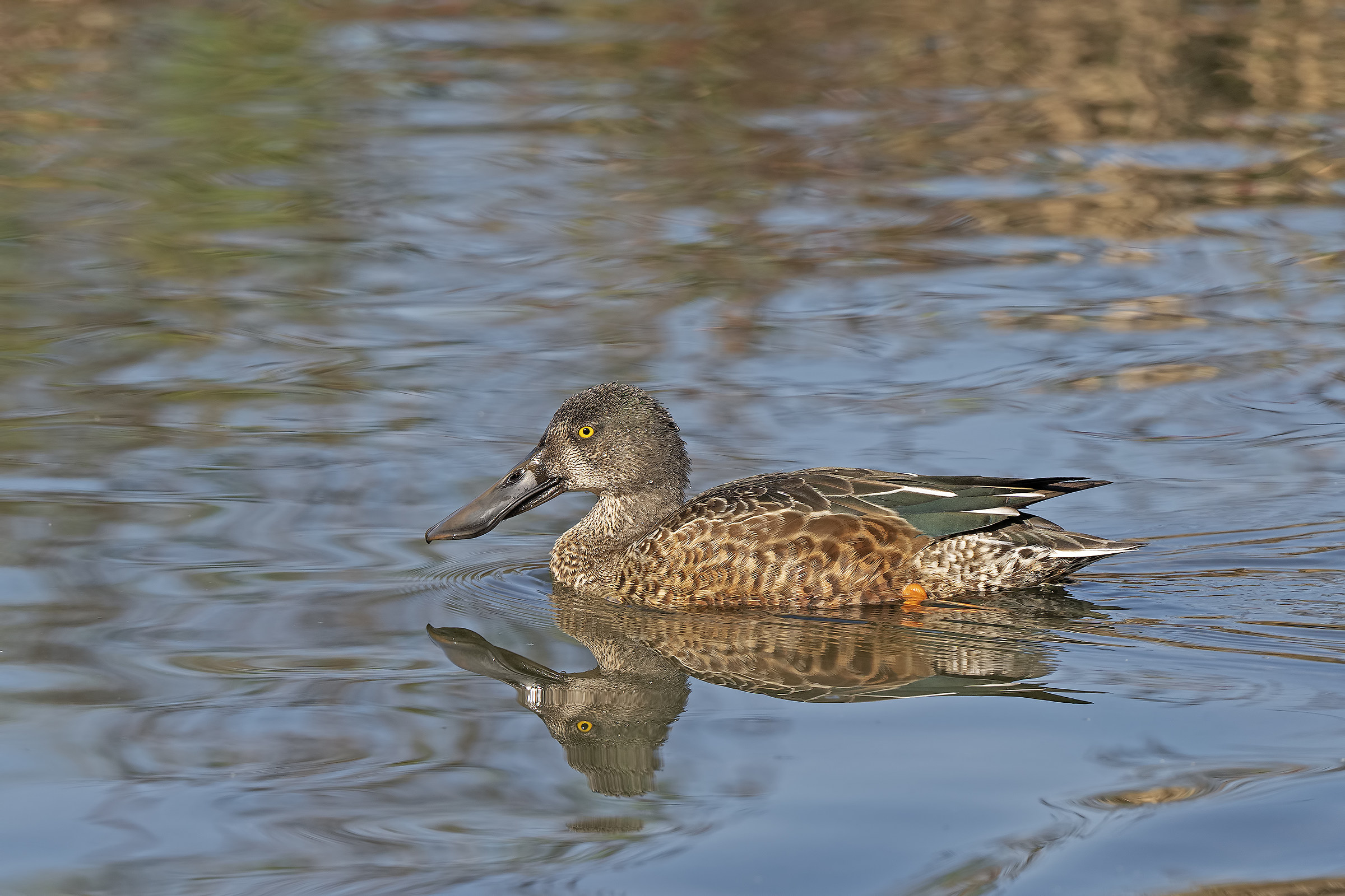 Northern Shoveler