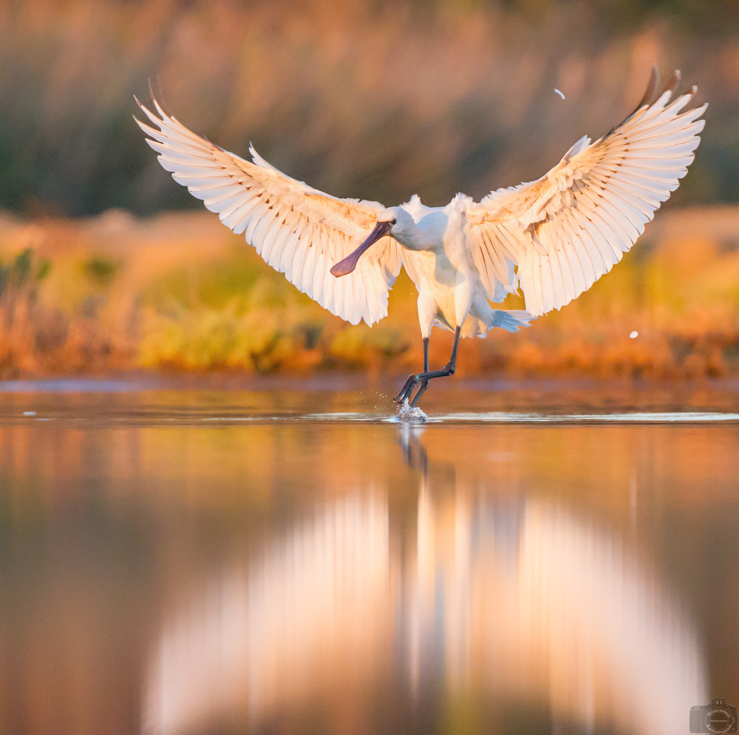 Spatula coming up at dawn