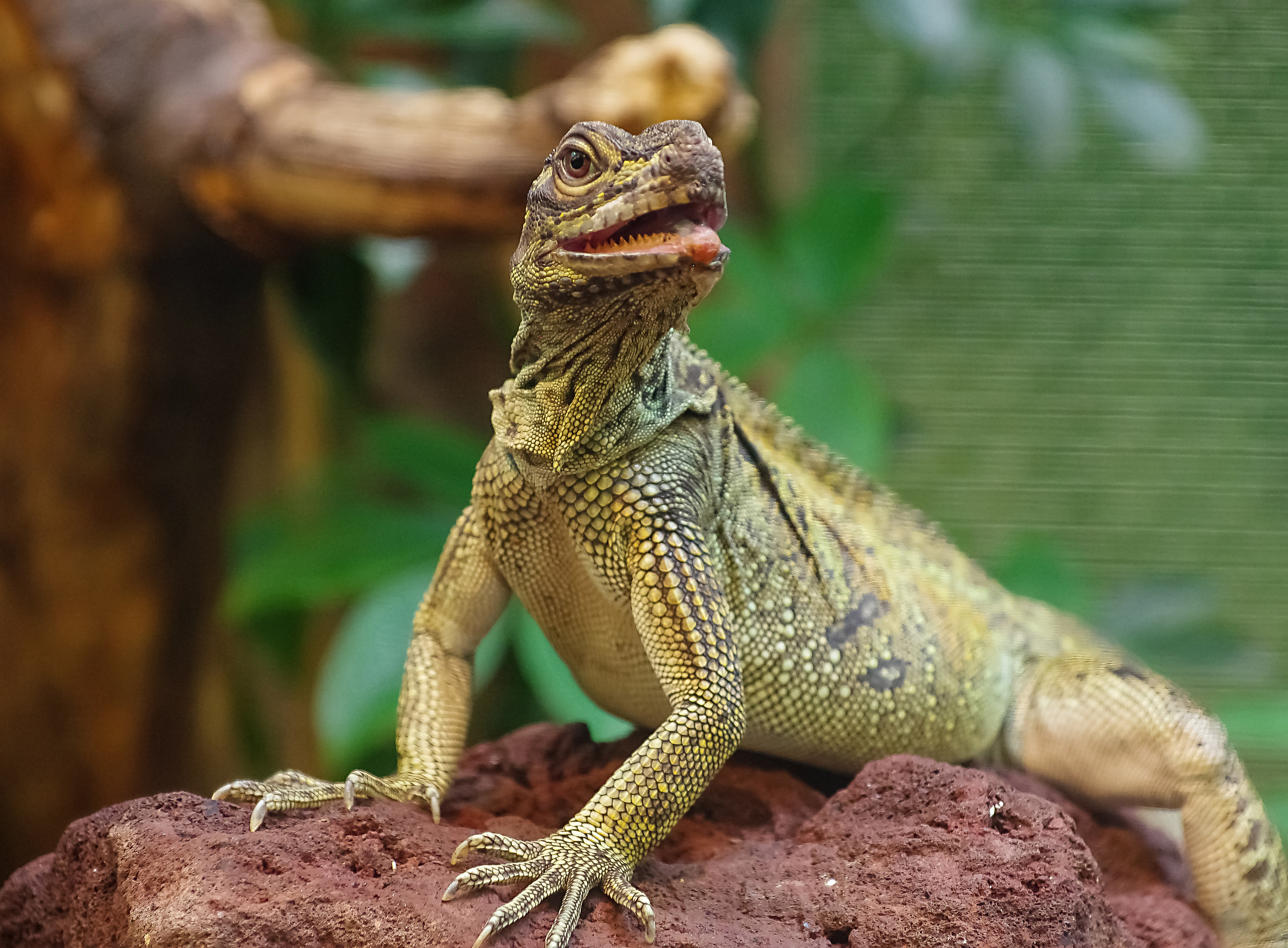 allo Zoo di Amsterdam