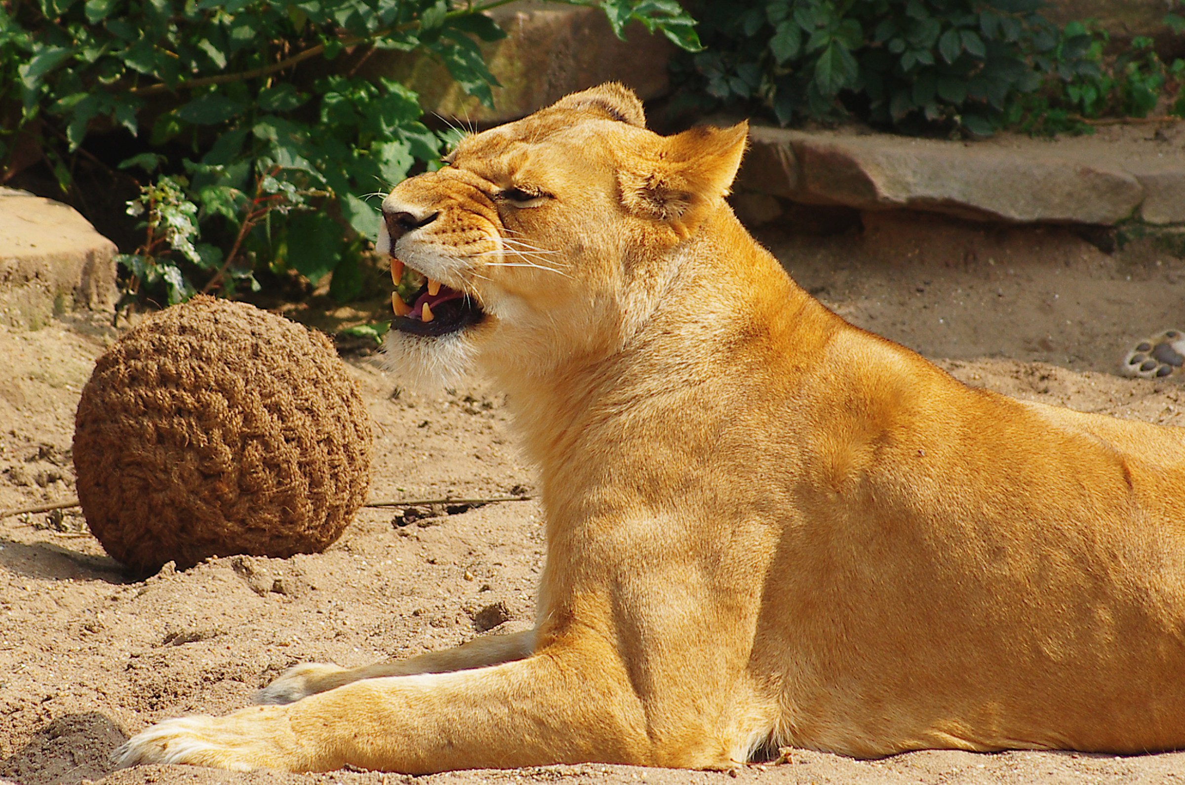 allo Zoo di Amsterdam