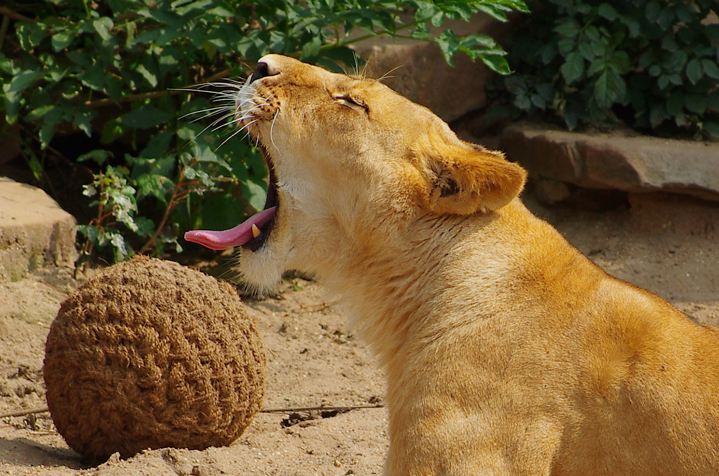 allo Zoo di Amsterdam