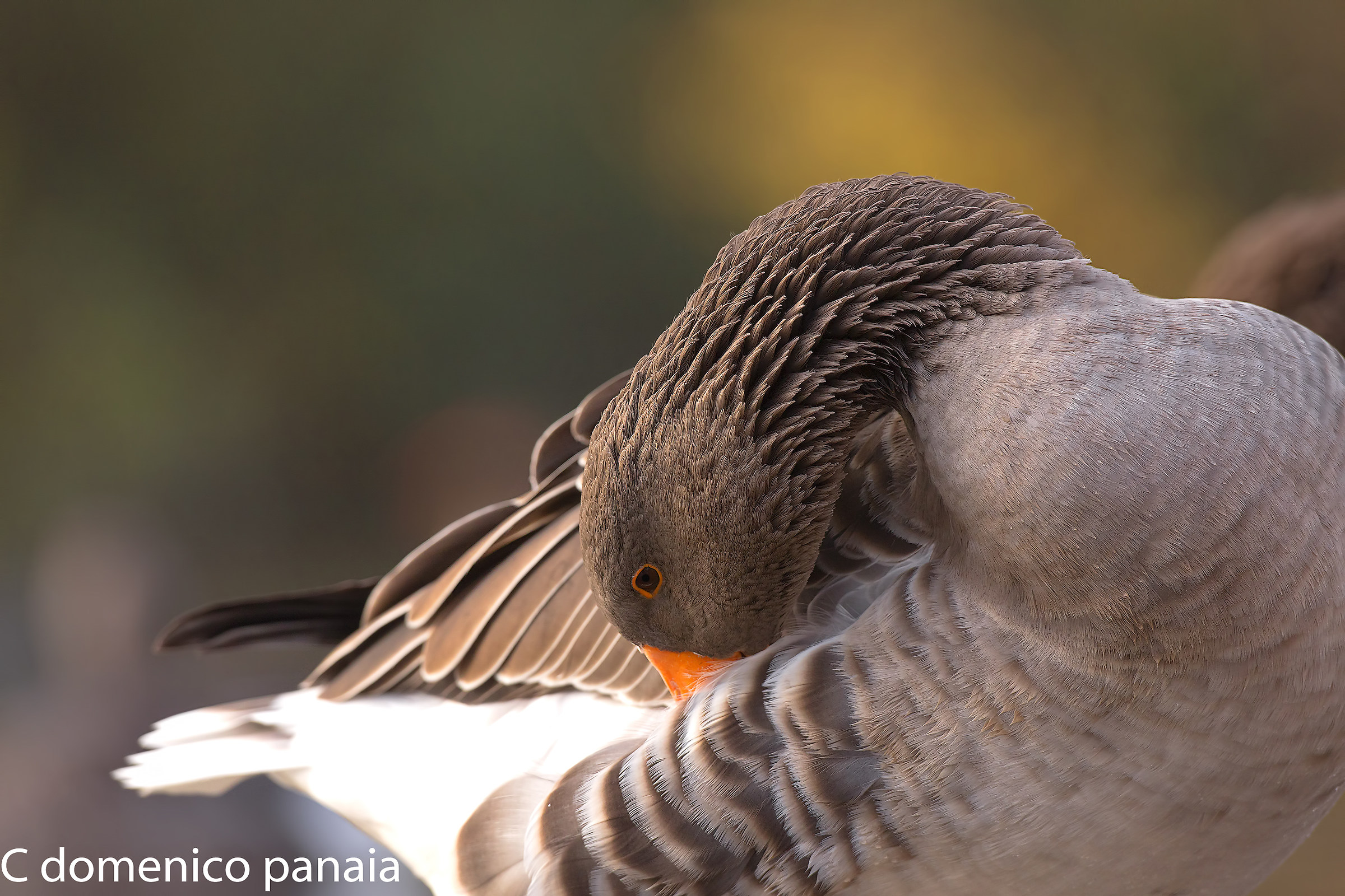 Cleaning for the goose