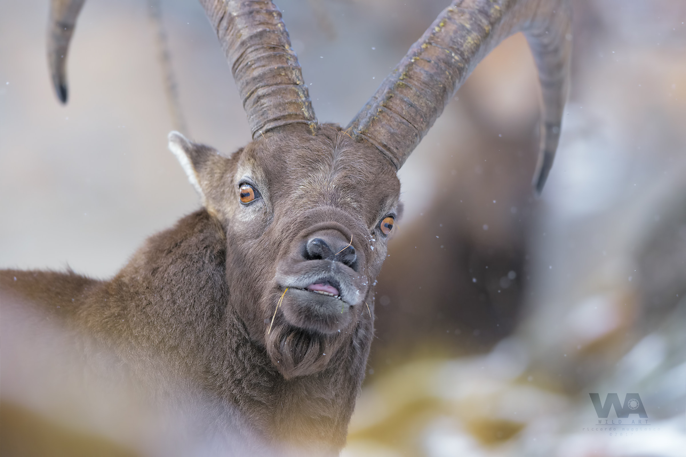 Flehmen under the snow