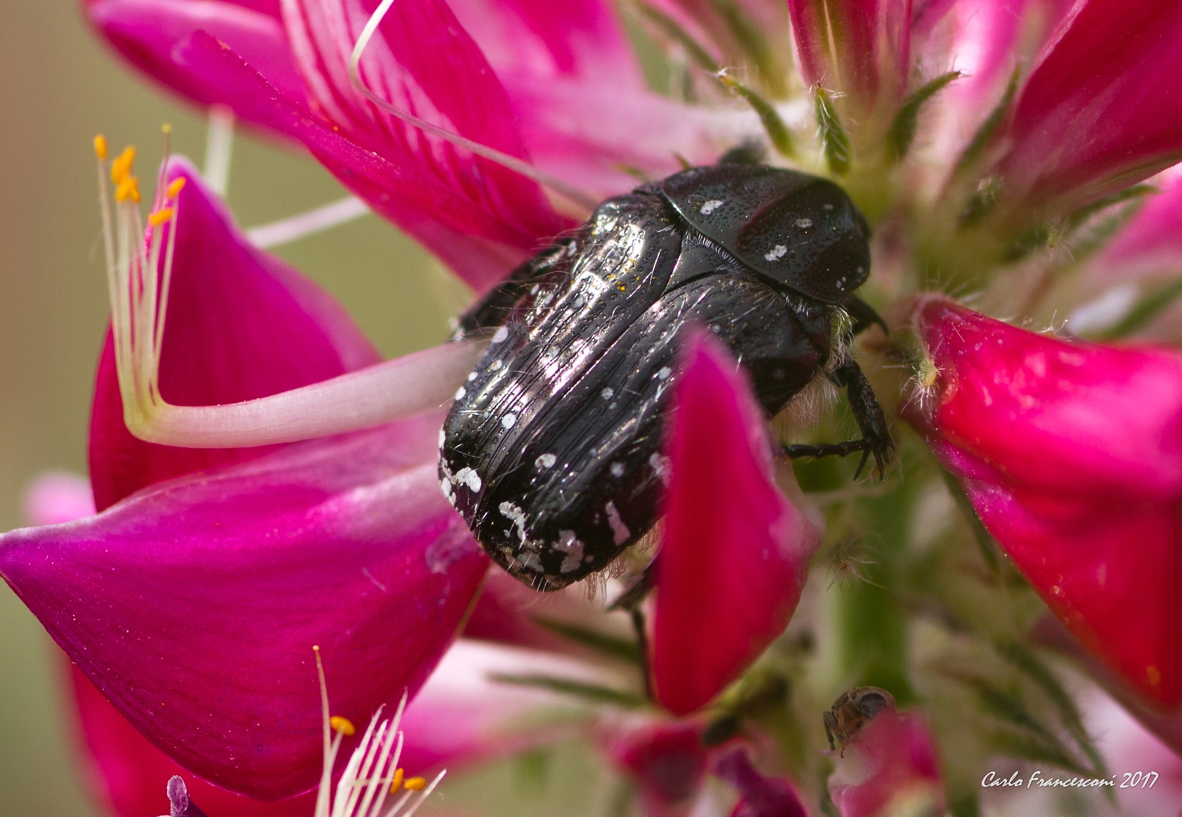 vagheggiando tra i fiori