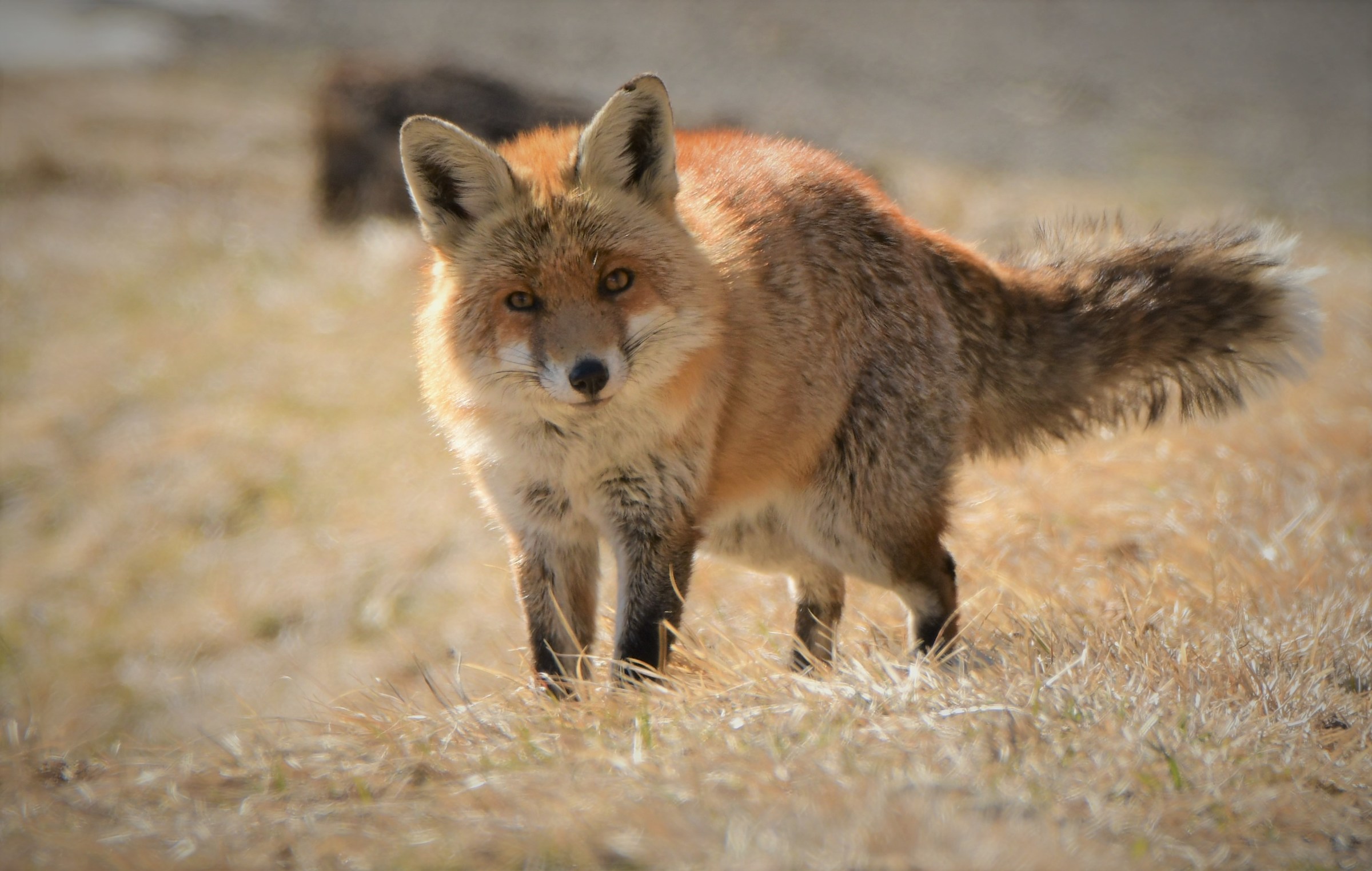 Fox in winter mantle