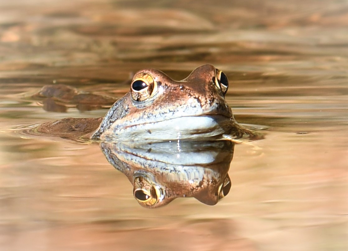 Quattrocchi vedono meglio di due  :-)