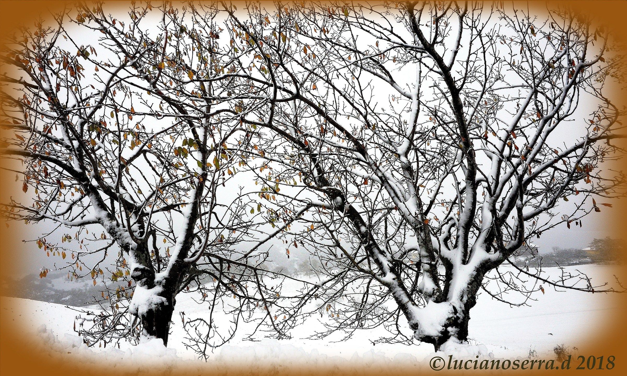 Snow and fog on the Bolognese Apennines