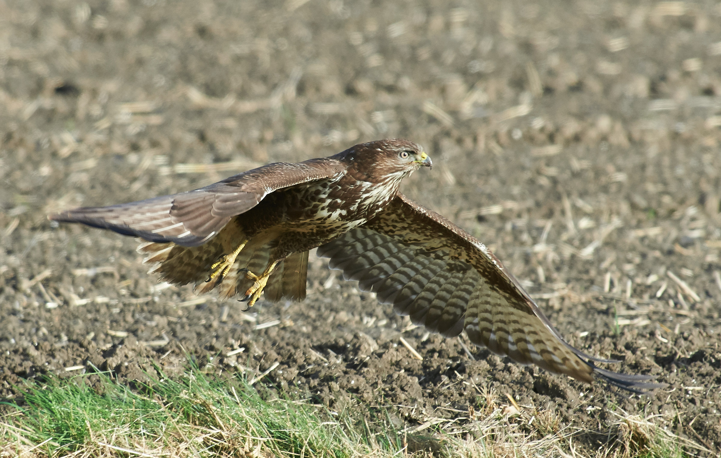 Poiana comune europea