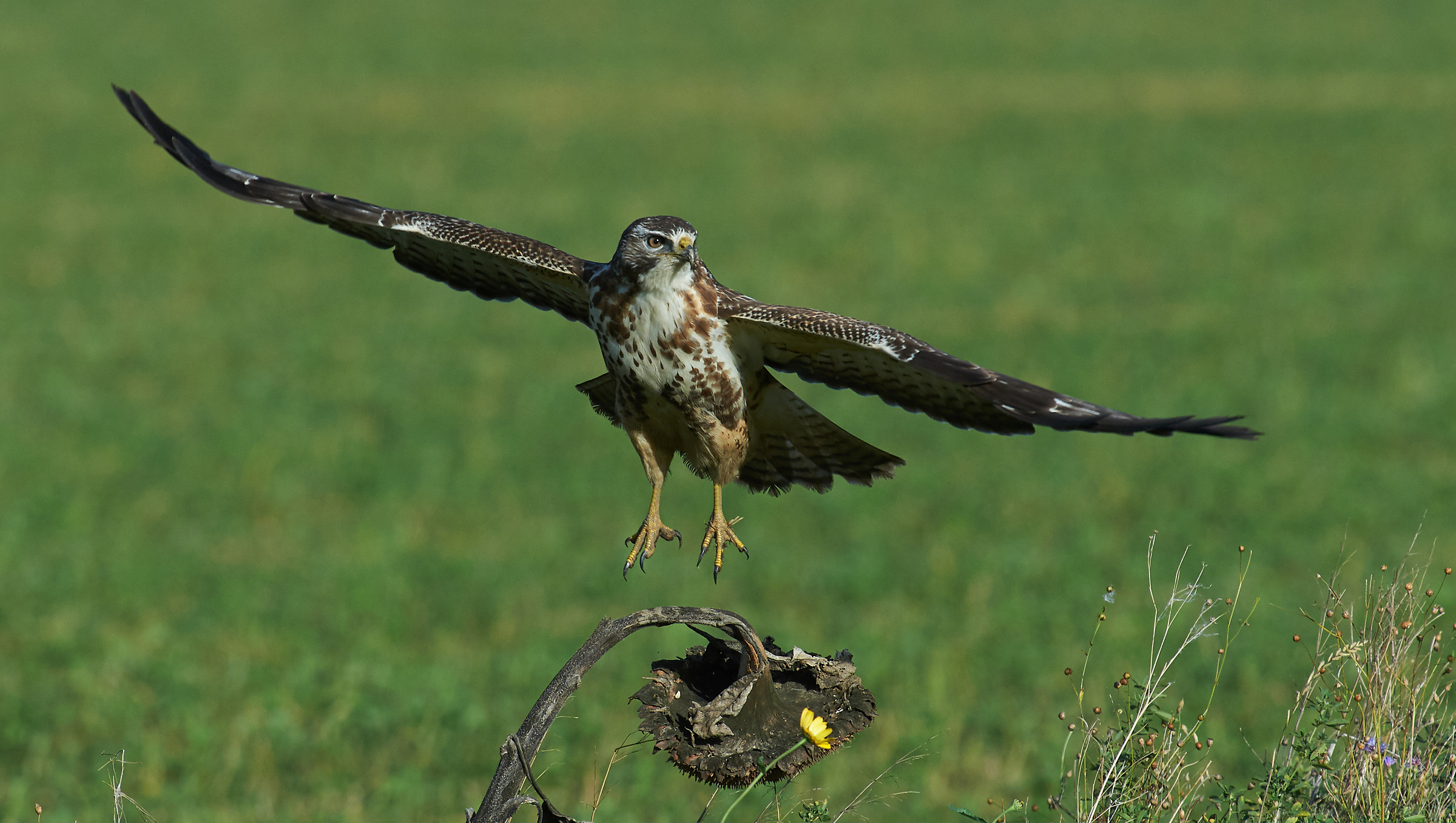 Poiana comune europea