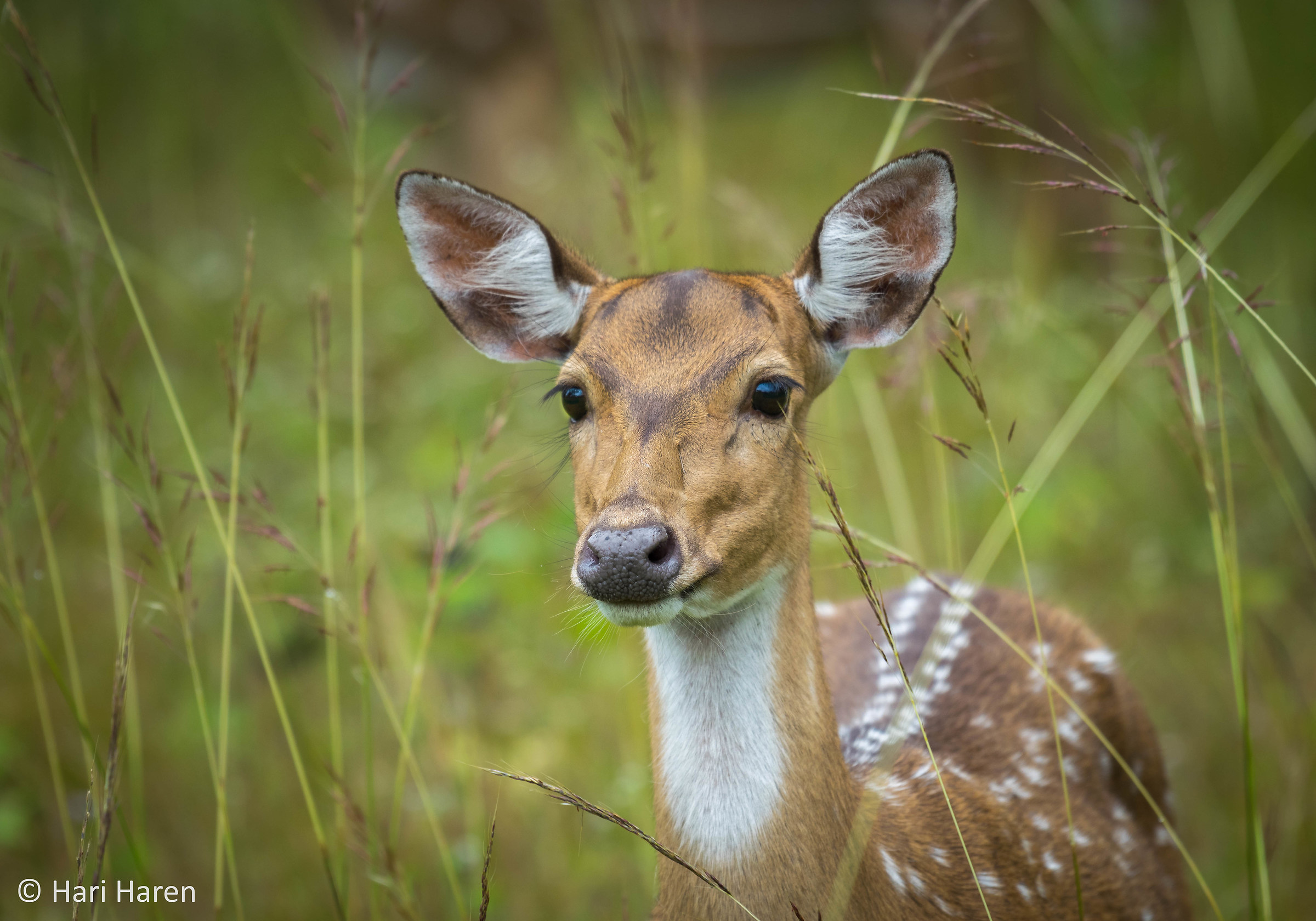 Spotted Deer