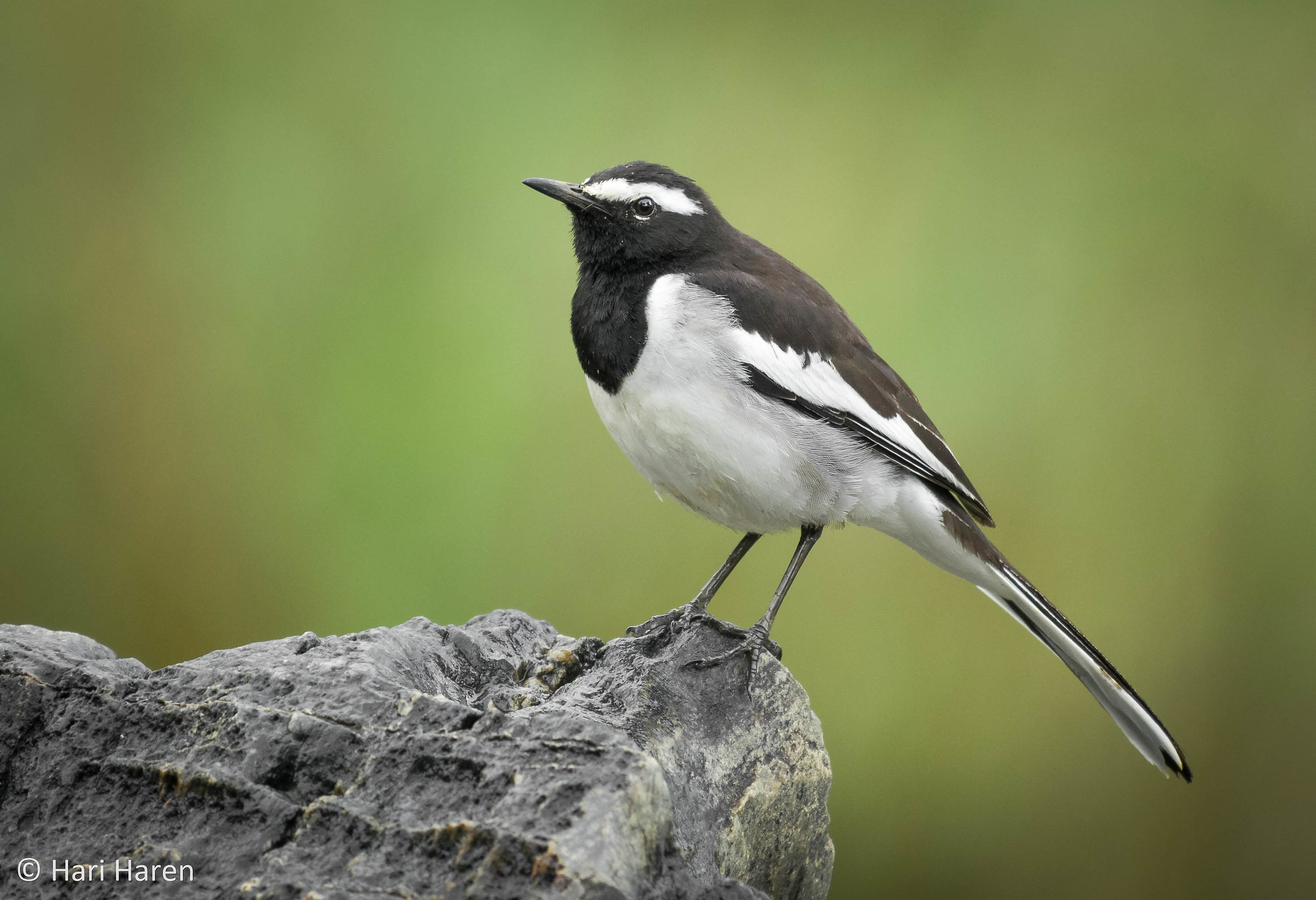 White-browed wagtail