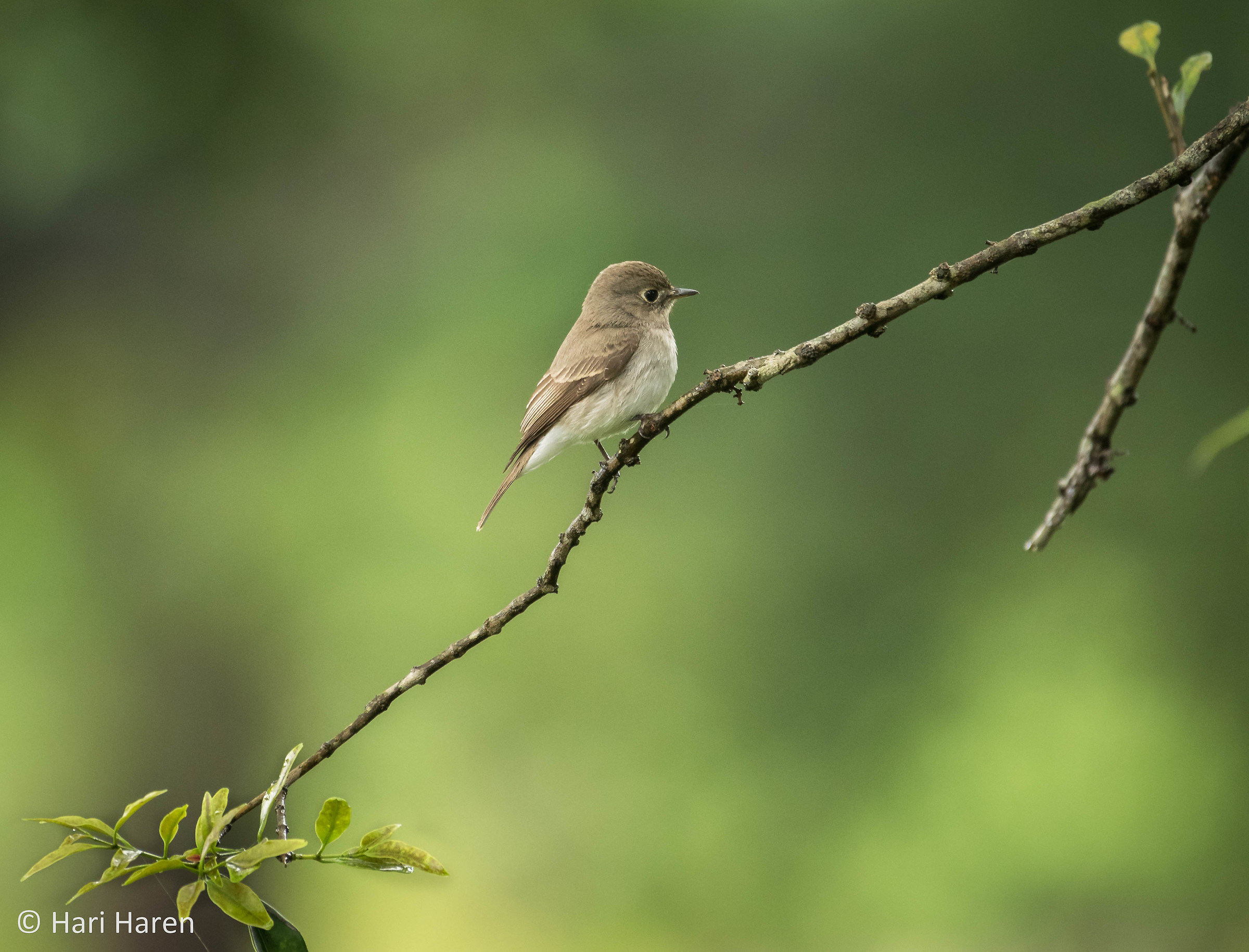 Asian brown flycatcher