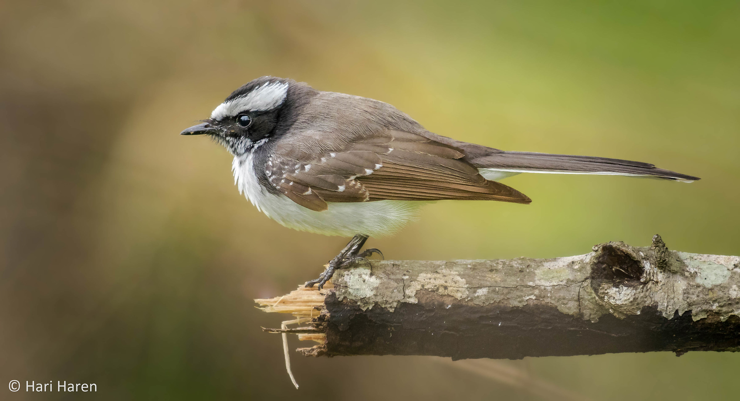 White-browed fantail