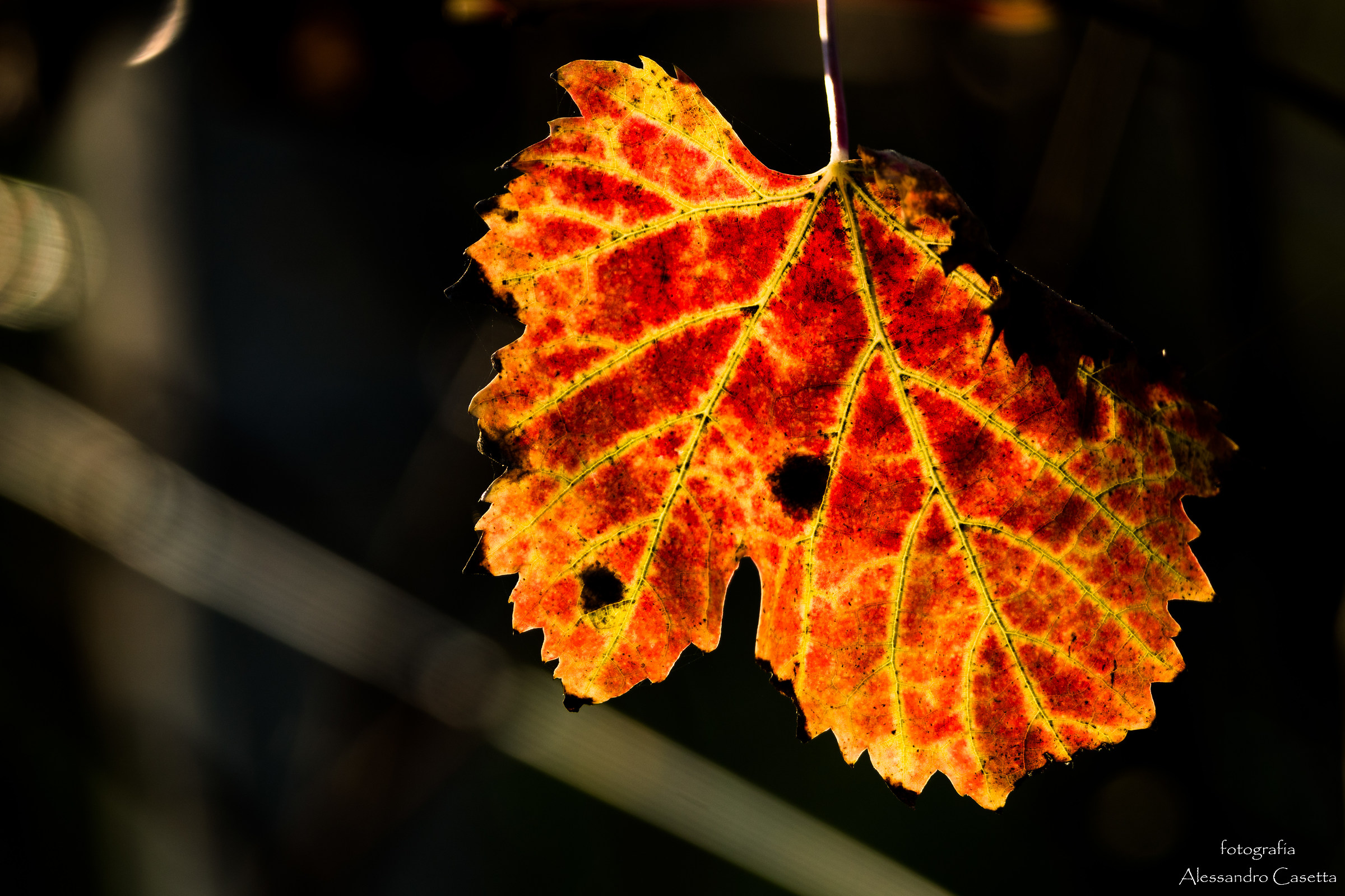 Colori d'autunno - 5