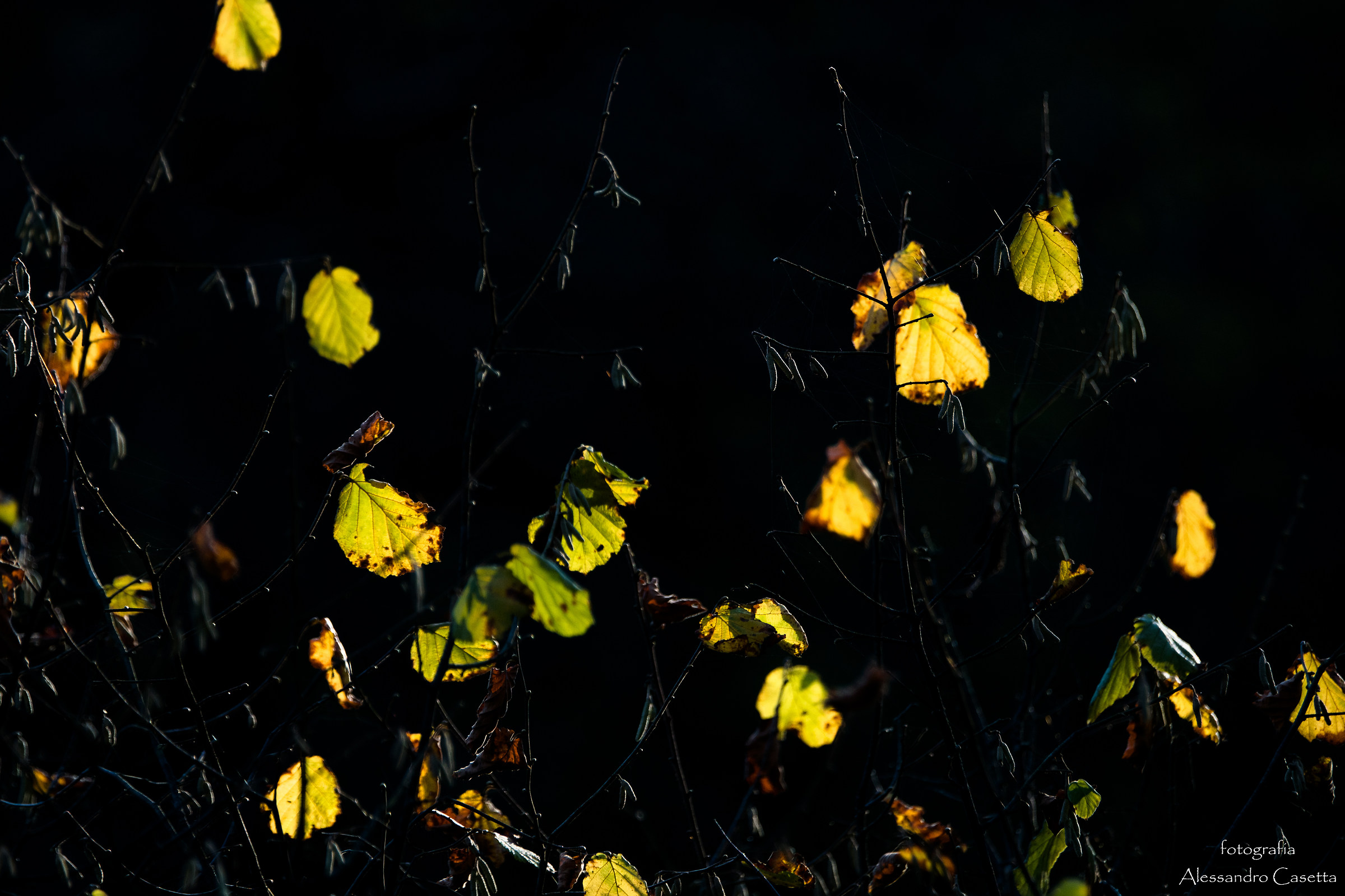 Colori d'autunno - 7