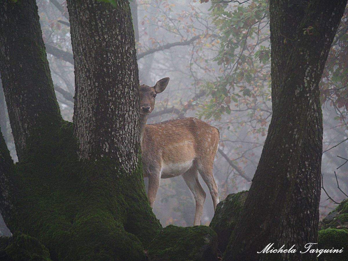 Doe in the Fog