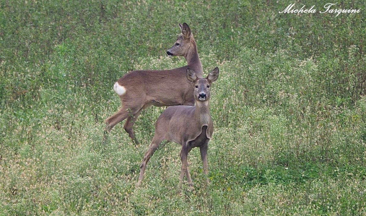 Females of roe deer