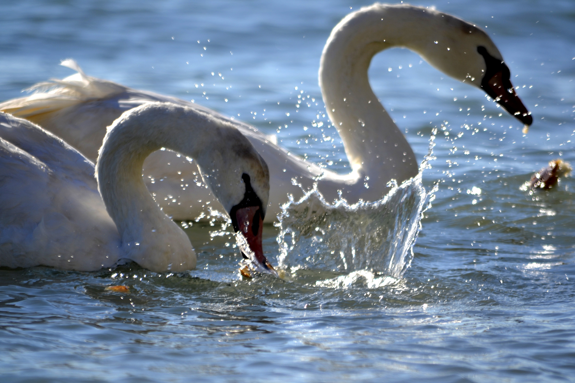 Swans at the Sea
